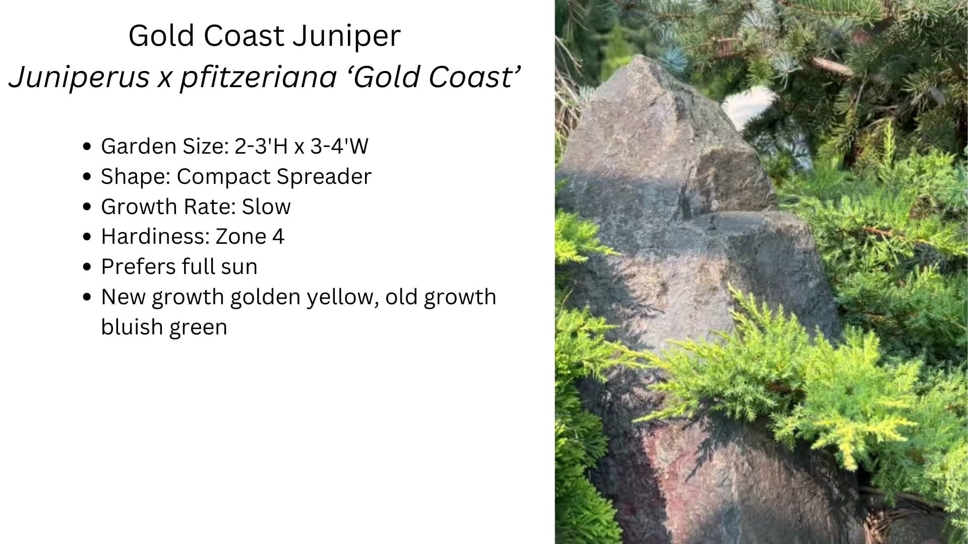 Gold Coast Juniper