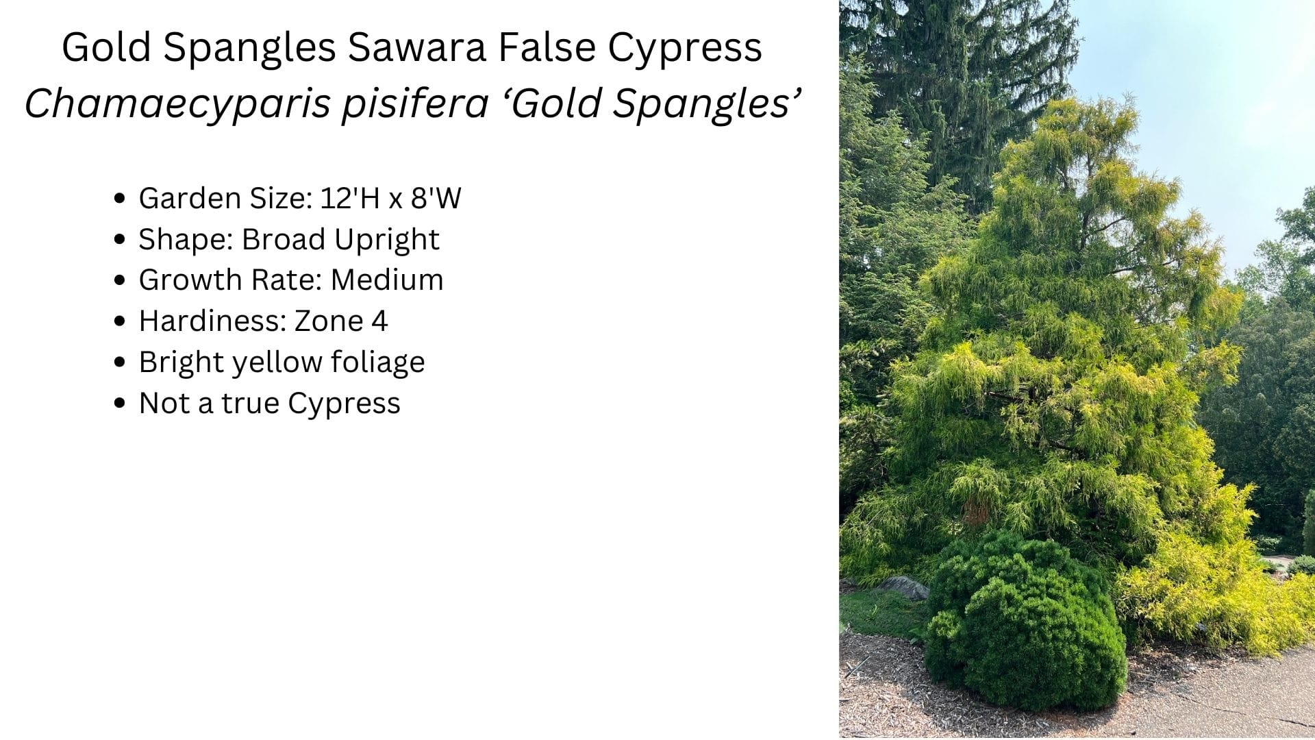Gold Spangles Sawara False Cypress
