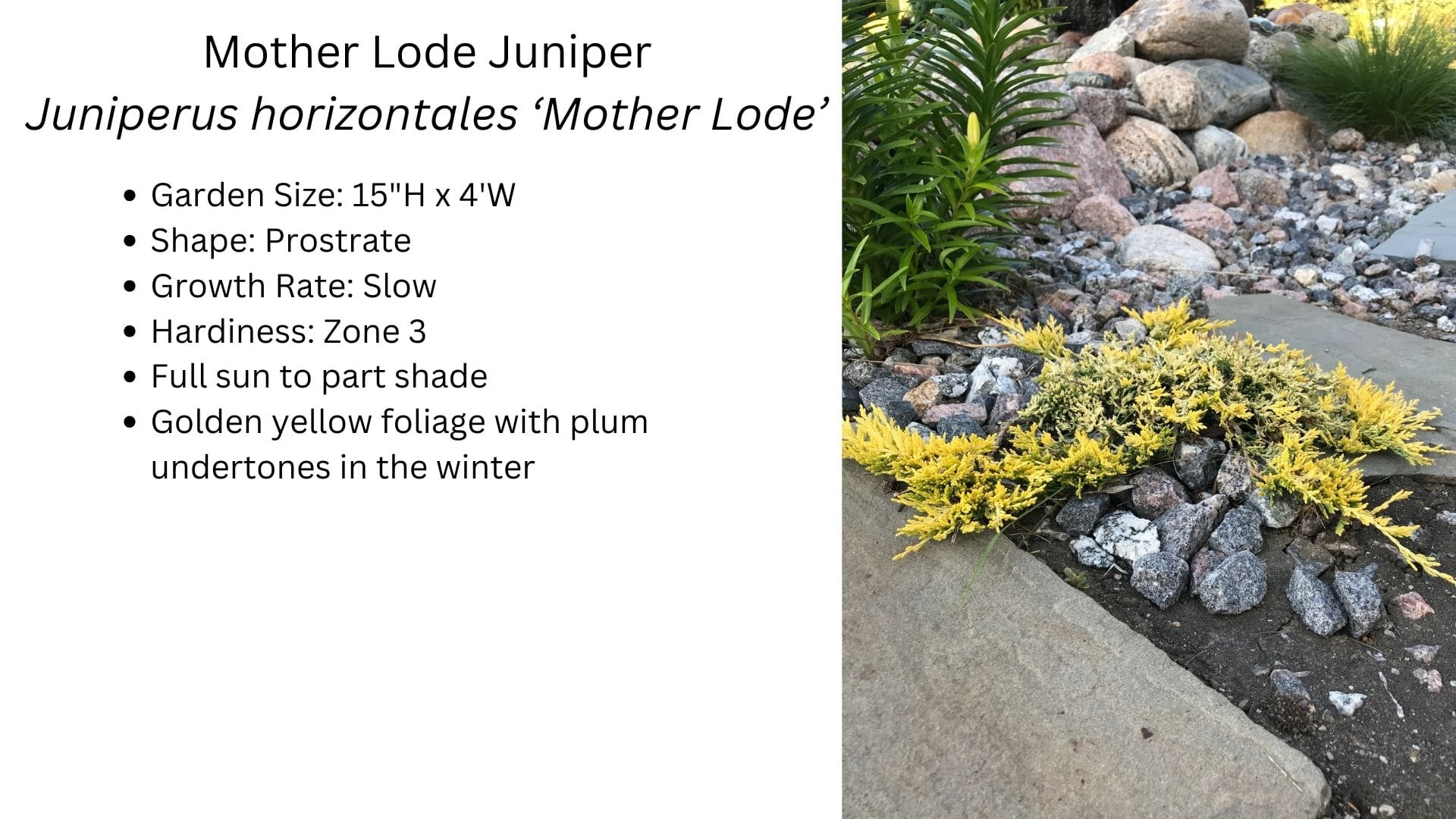 Mother Lode Juniper