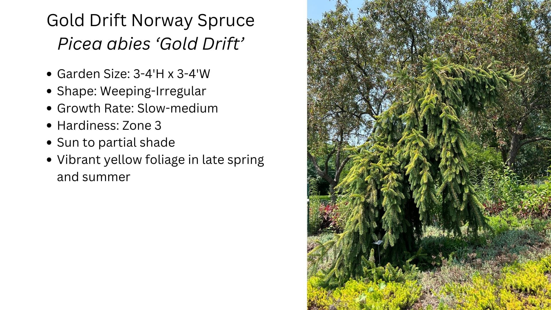 Gold Drift Norway Spruce