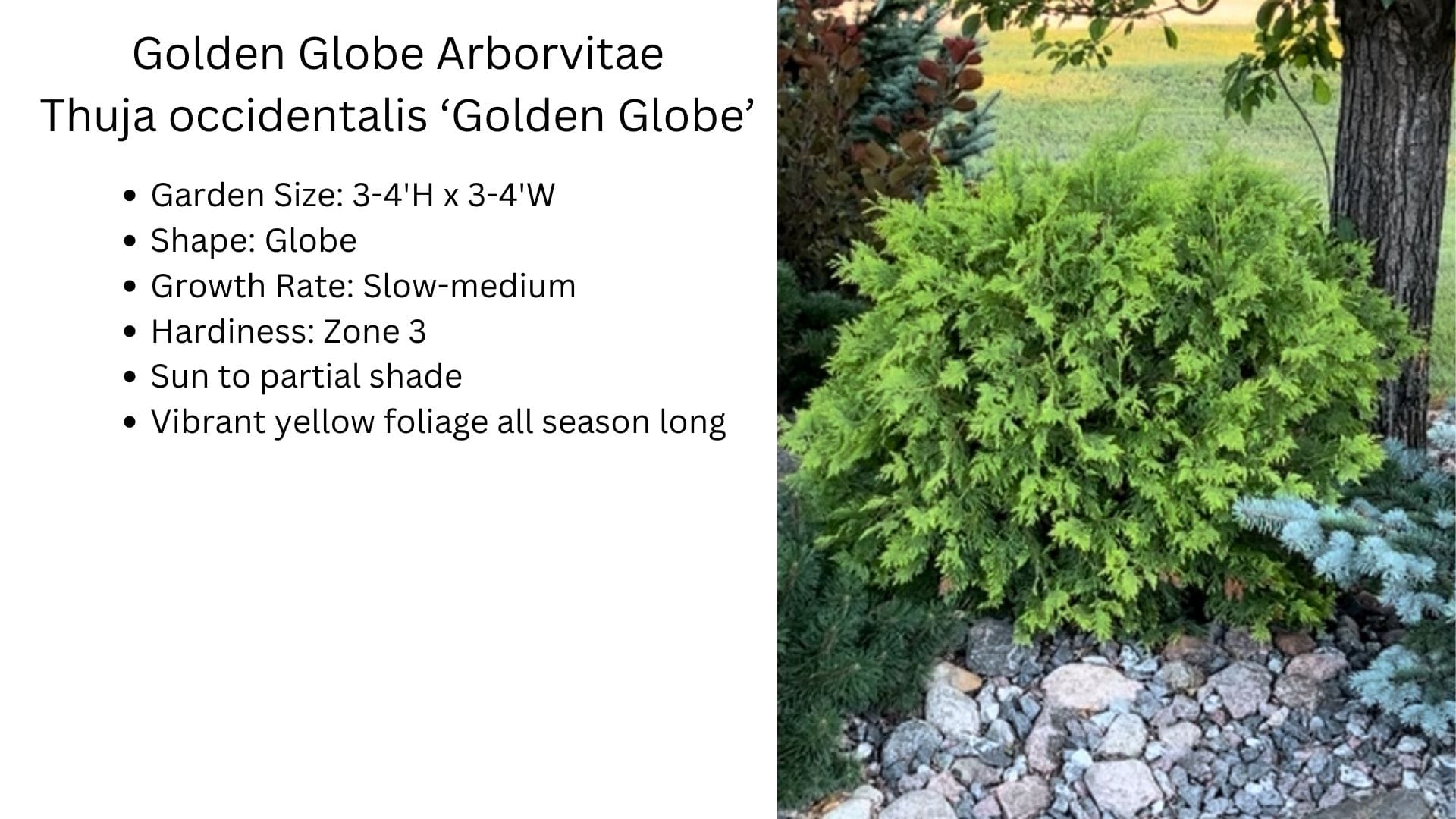 Golden Globe Arborvitae