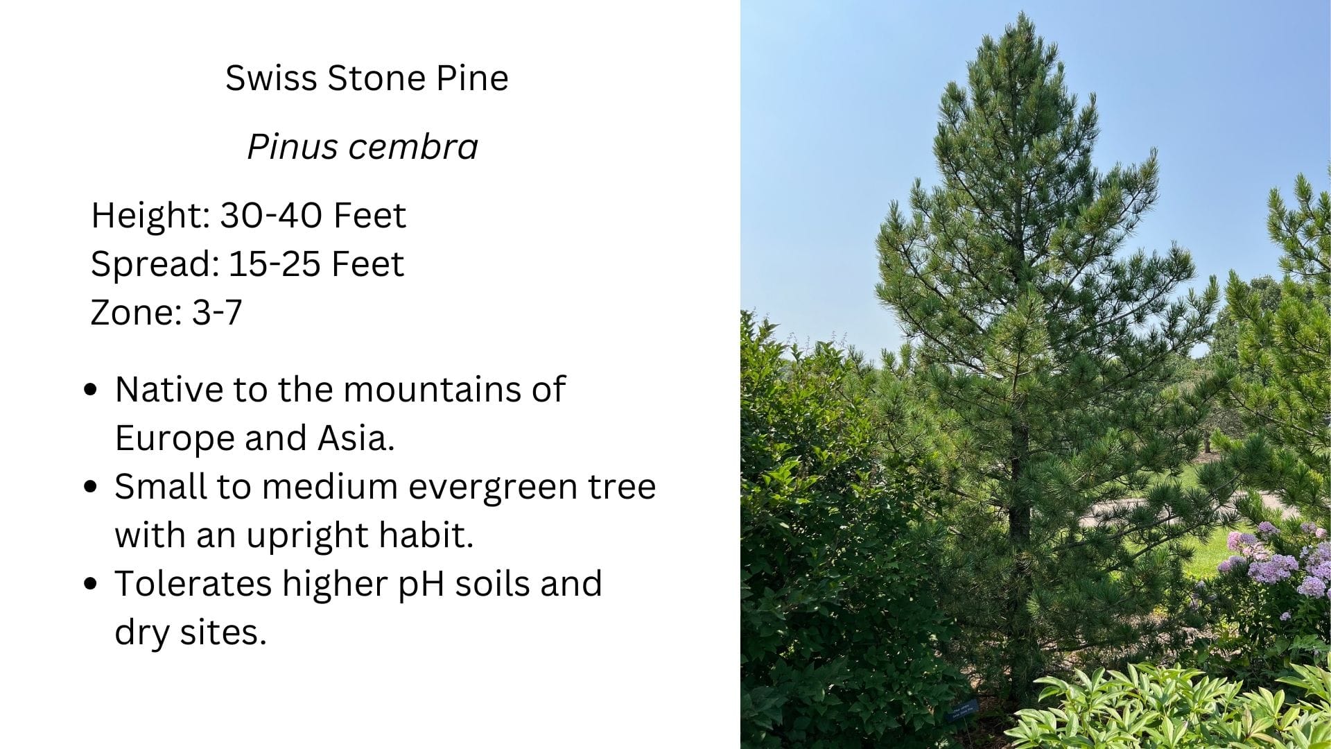 Swiss Stone Pine, Pinus cembra