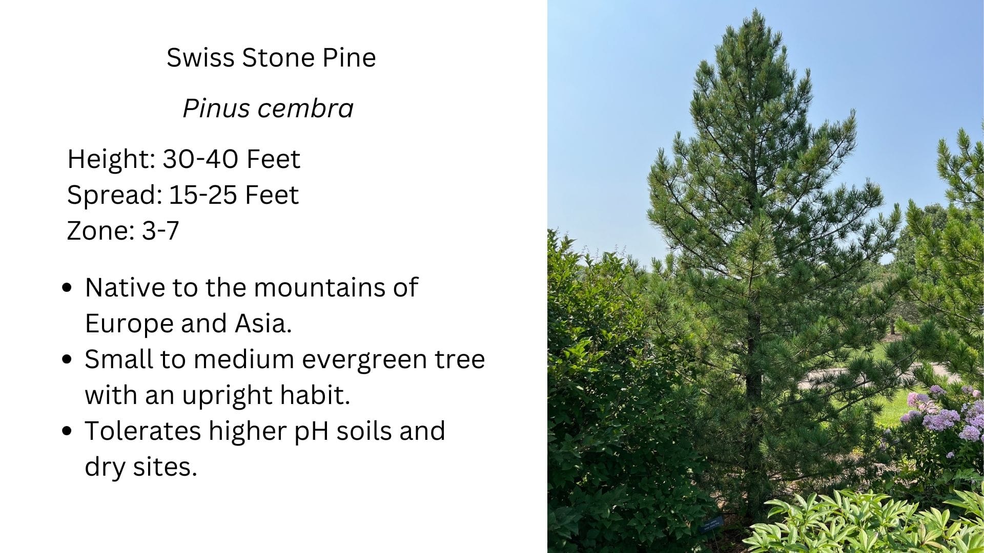 Swiss Stone Pine | Hardy, Adaptable, Compact