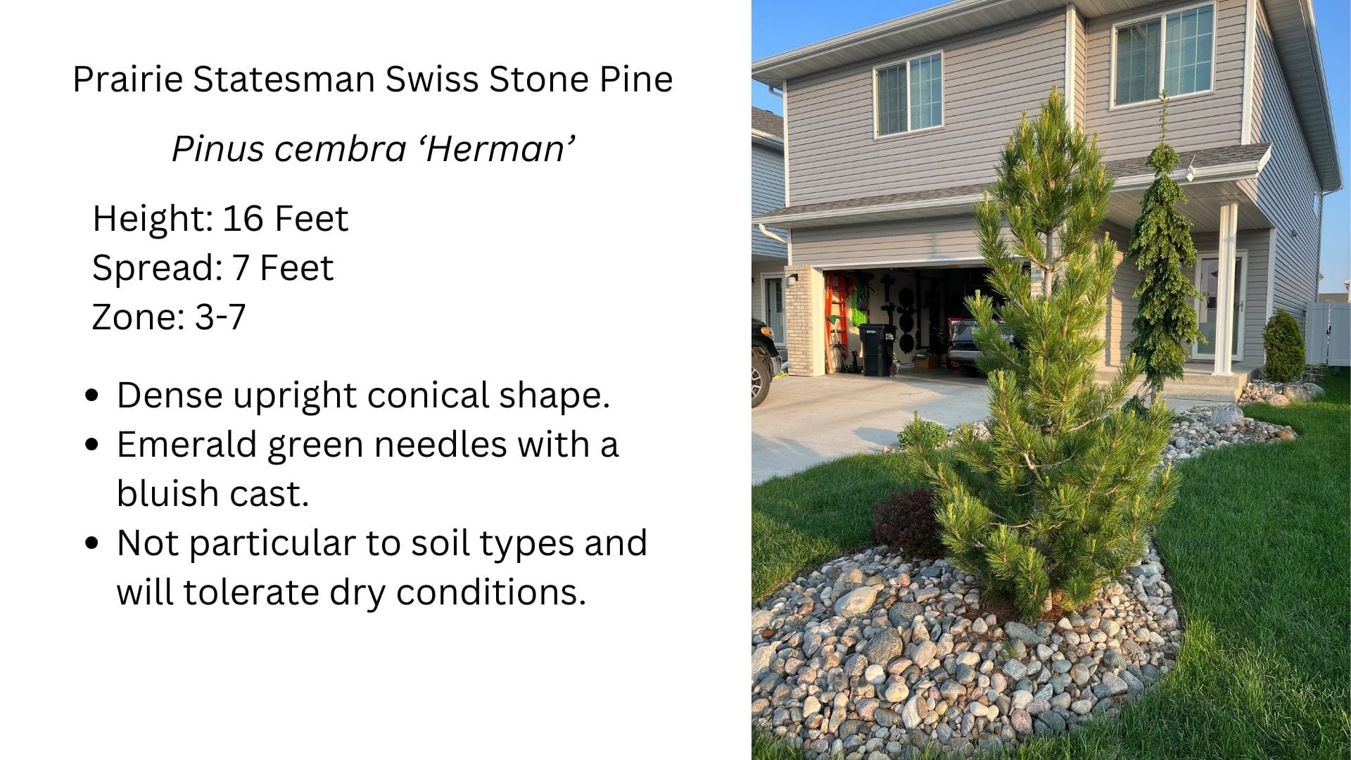 Prairie Statesman Swiss Stone Pine, Pinus cembra 'Herman'