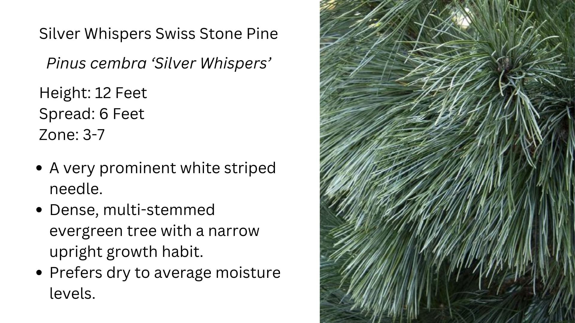 Silver Whispers Swiss Stone Pine, Pinus cembra 'Silver Whispers'
