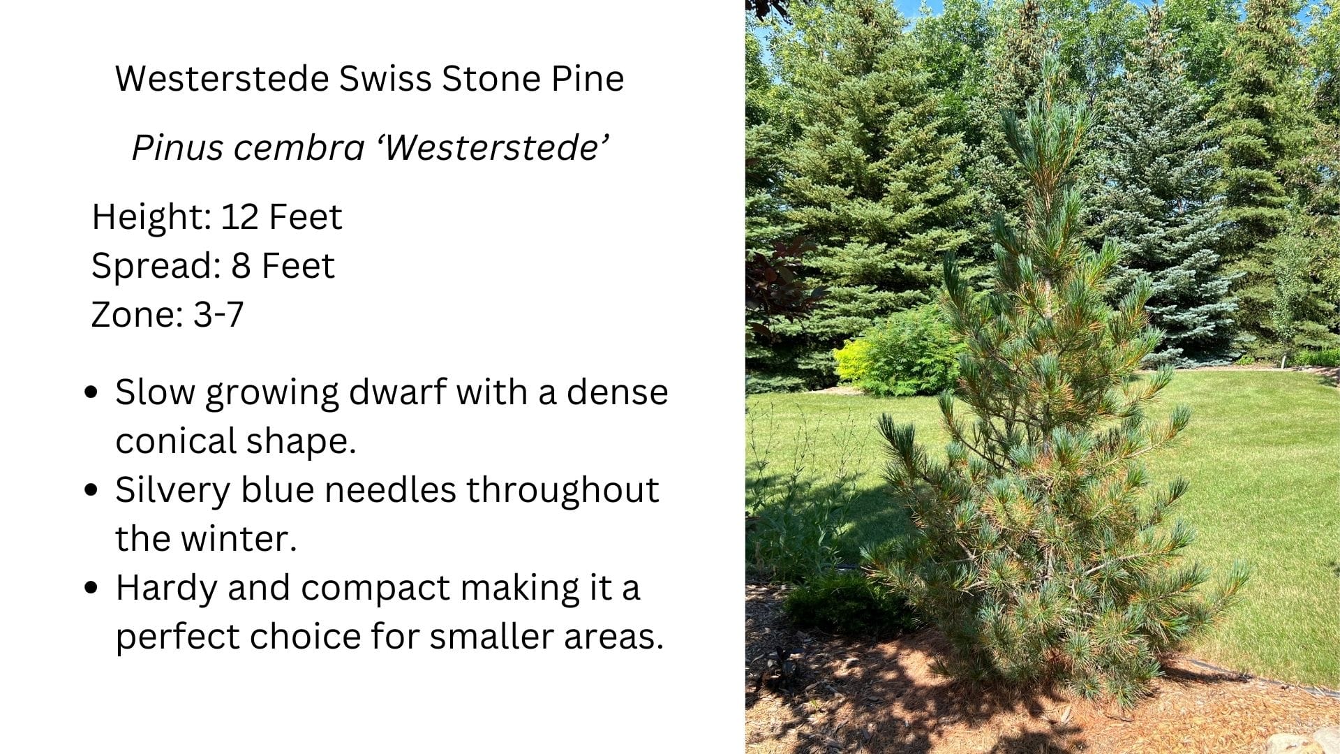 Swiss Stone Pine | Hardy, Adaptable, Compact