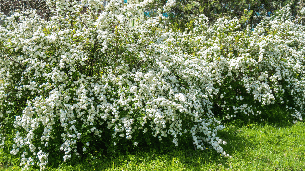 Renew Your Shrubs With Rejuvenation Pruning