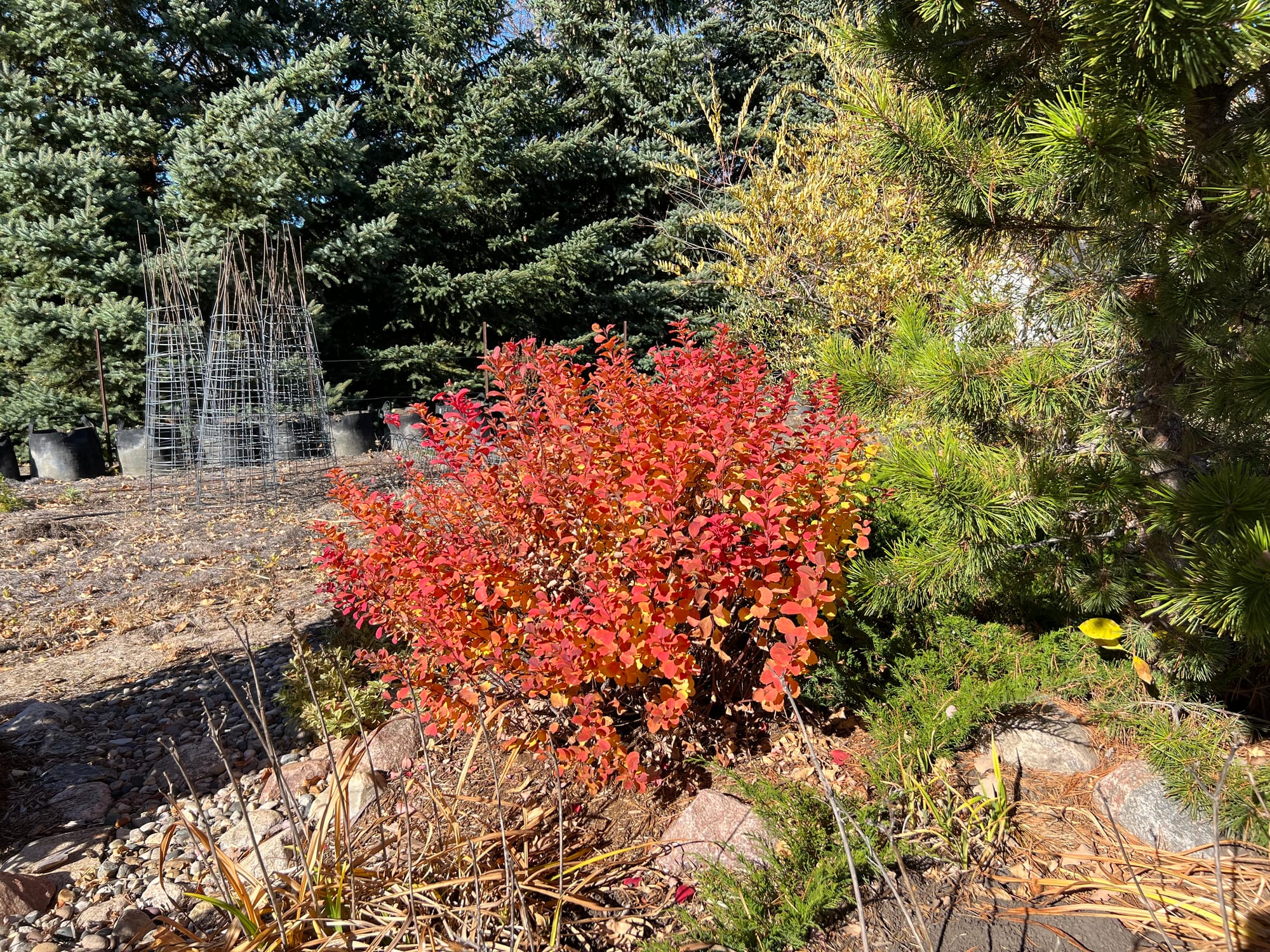 Renew Your Shrubs With Rejuvenation Pruning