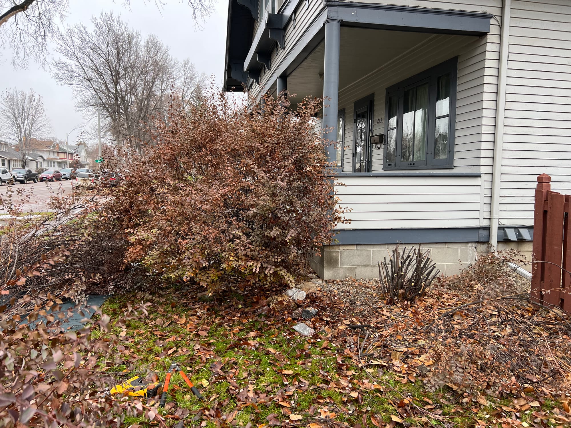 Renew Your Shrubs With Rejuvenation Pruning