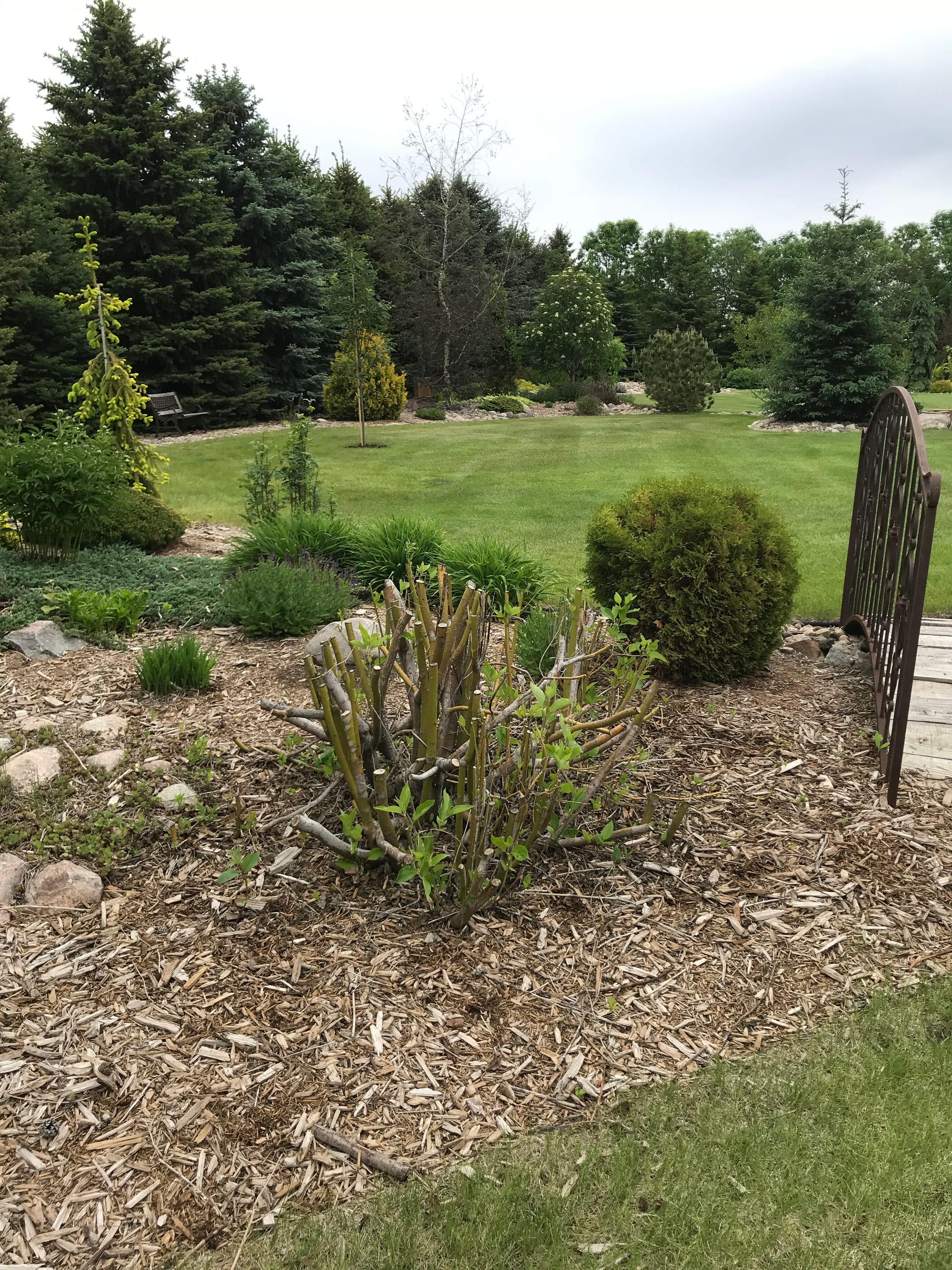 Renew Your Shrubs With Rejuvenation Pruning