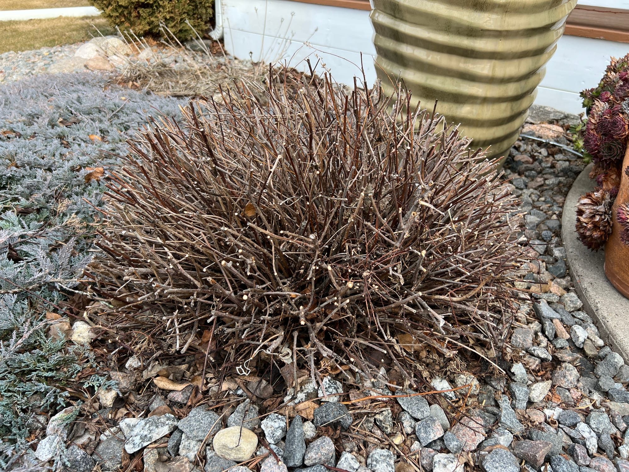 Renew Your Shrubs With Rejuvenation Pruning