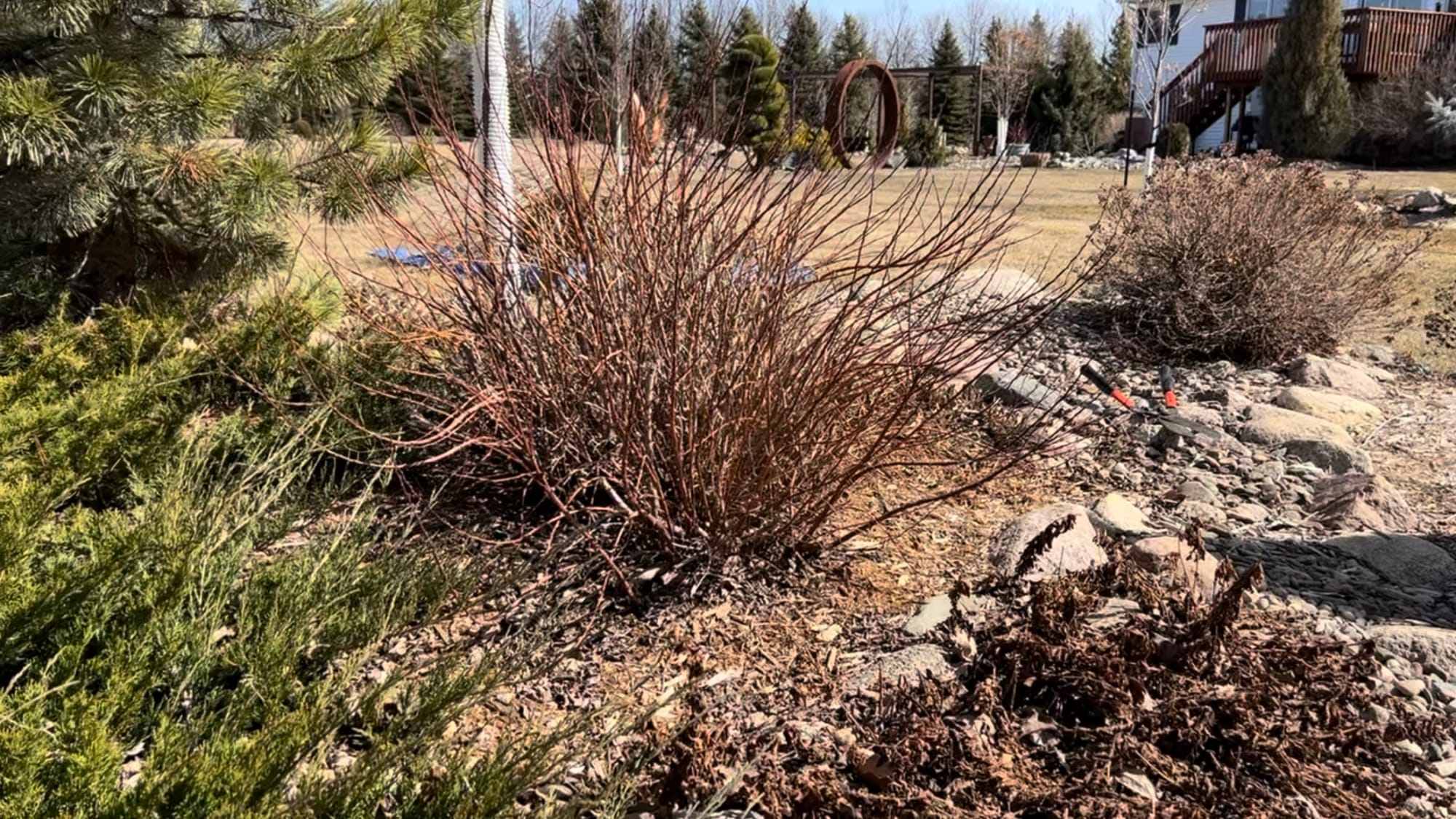 Renew Your Shrubs With Rejuvenation Pruning