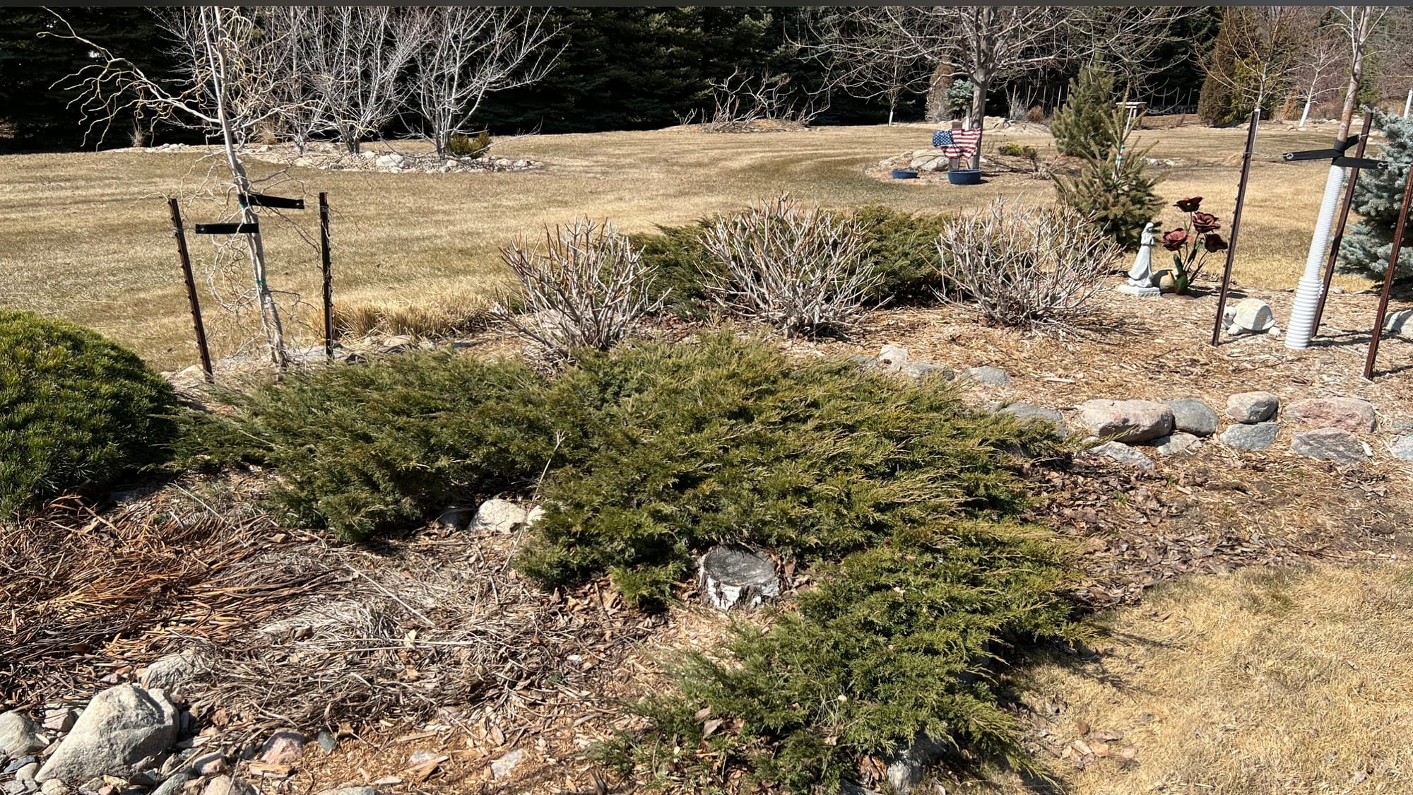 Renew Your Shrubs With Rejuvenation Pruning