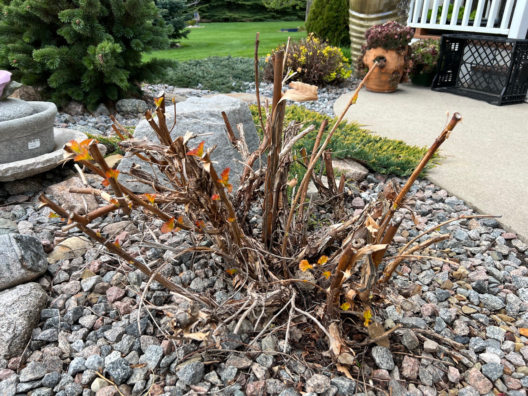 Renew Your Shrubs With Rejuvenation Pruning