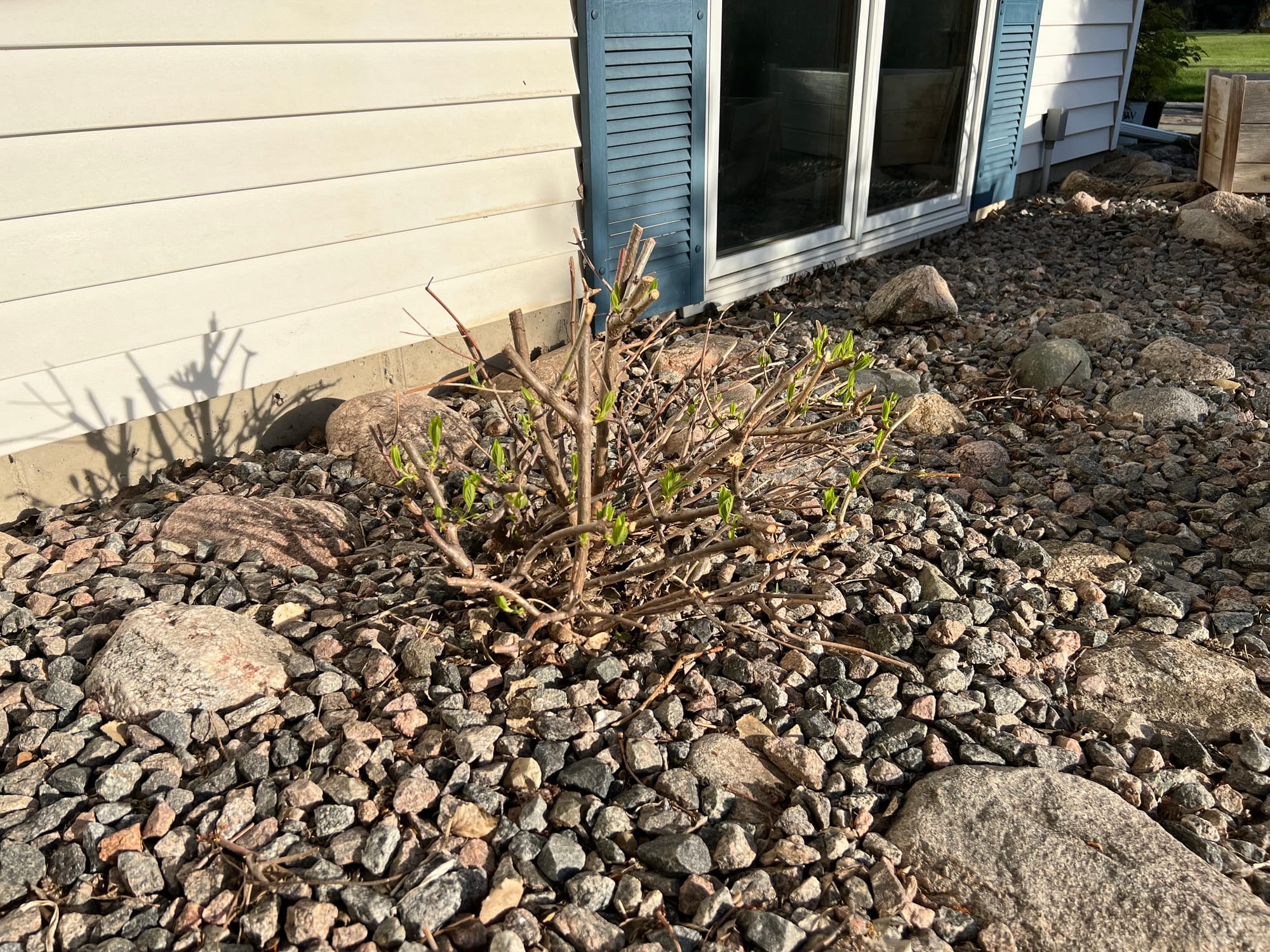 Renew Your Shrubs With Rejuvenation Pruning