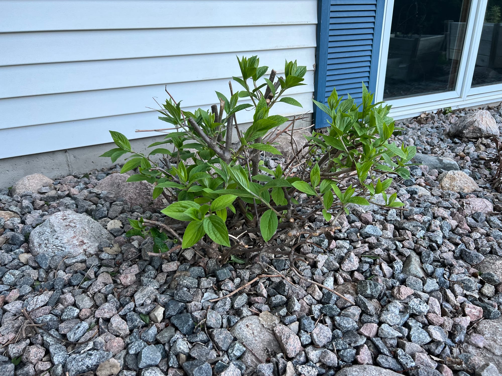 Renew Your Shrubs With Rejuvenation Pruning