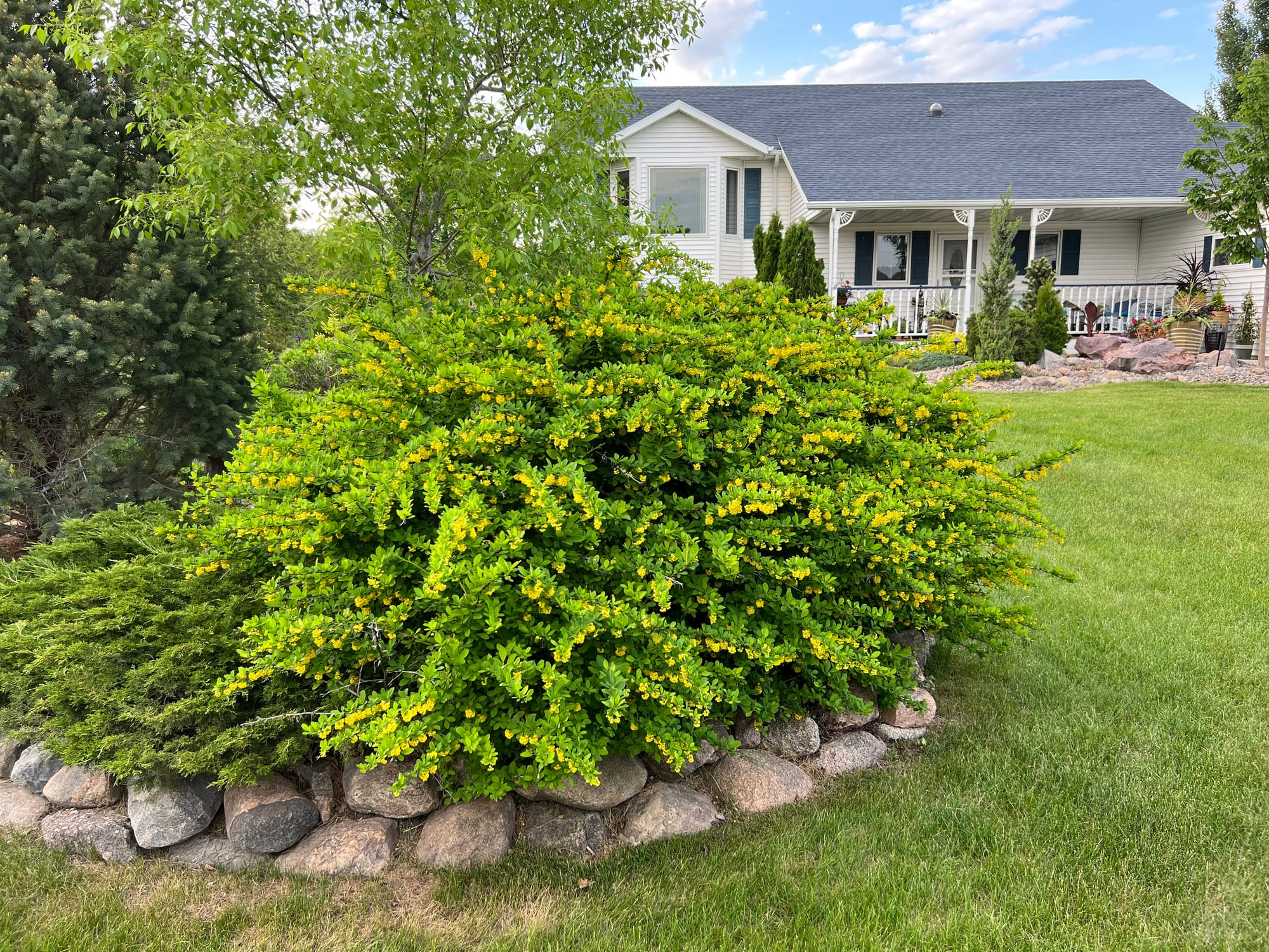 Renew Your Shrubs With Rejuvenation Pruning