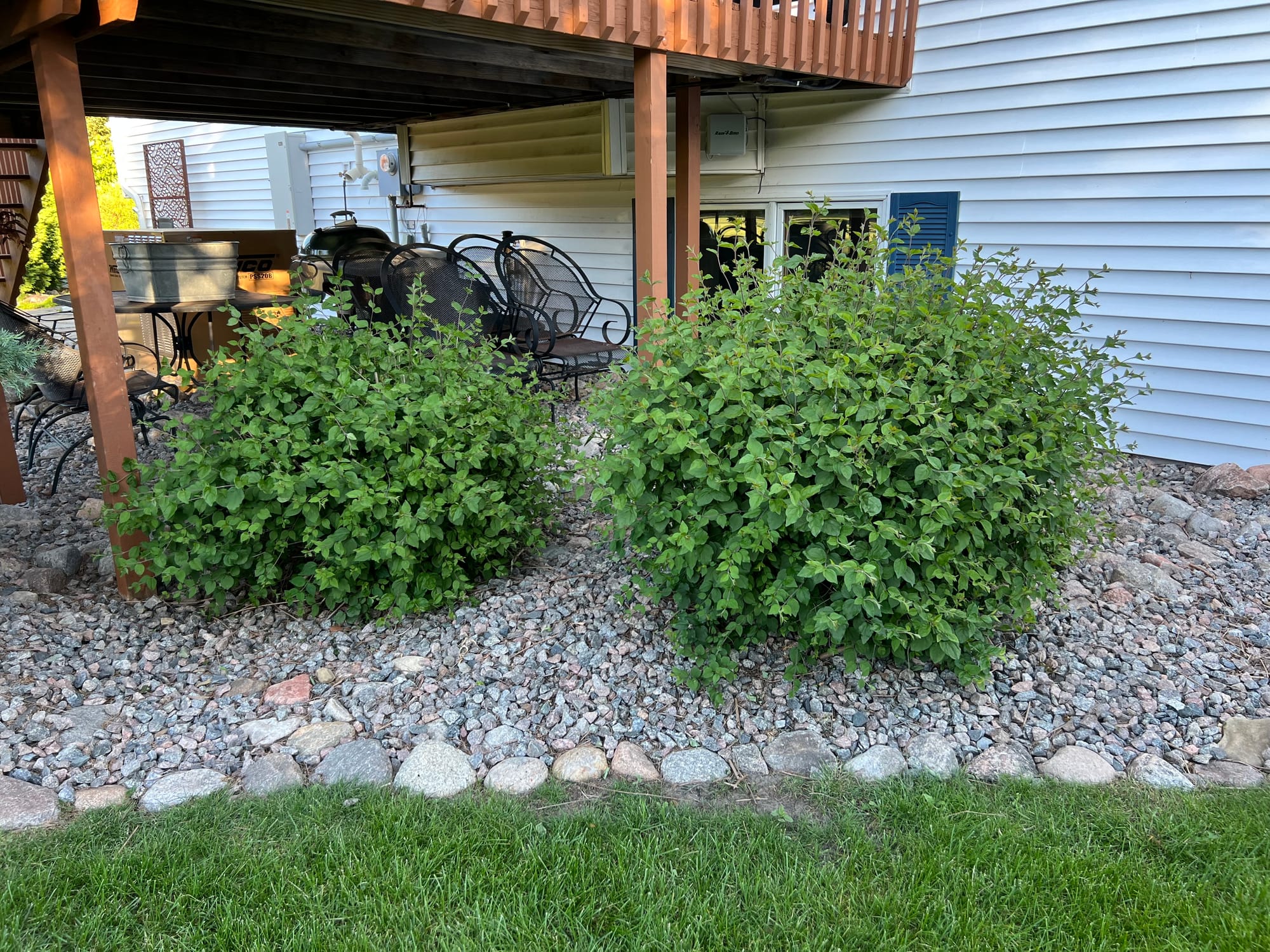 Renew Your Shrubs With Rejuvenation Pruning