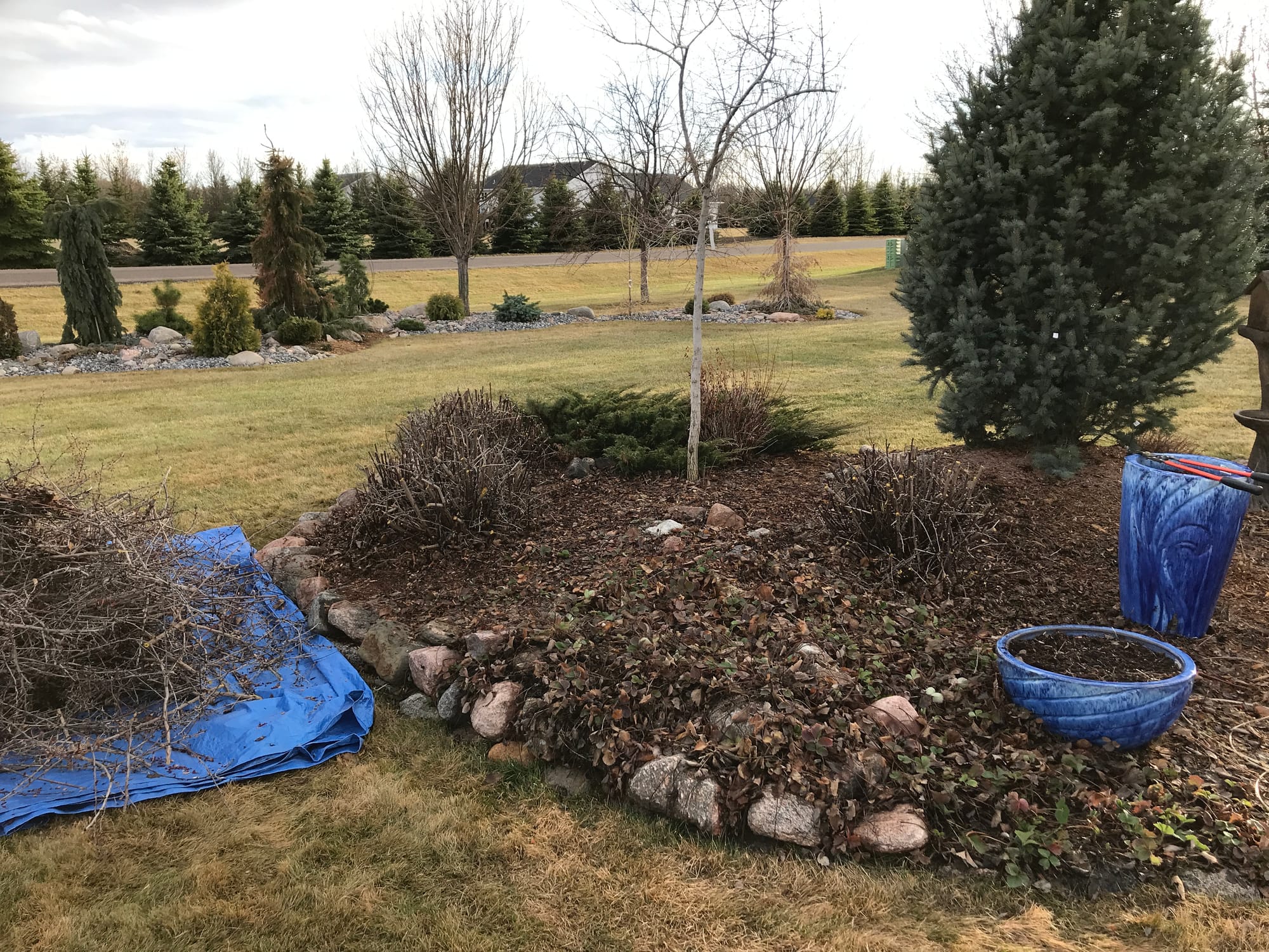 Renew Your Shrubs With Rejuvenation Pruning