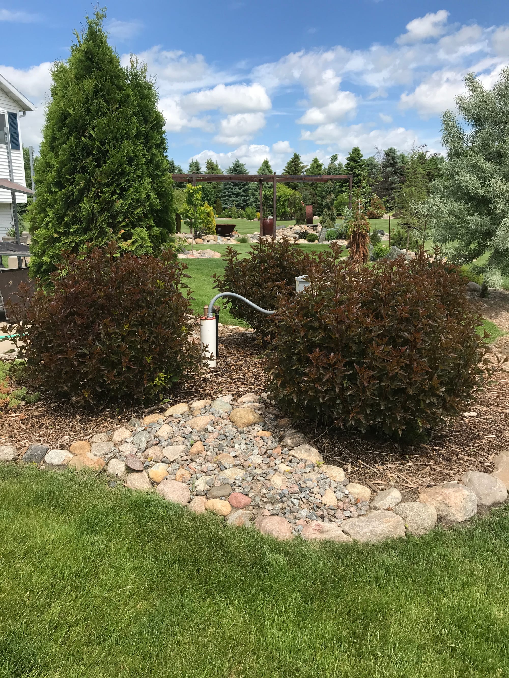 Renew Your Shrubs With Rejuvenation Pruning