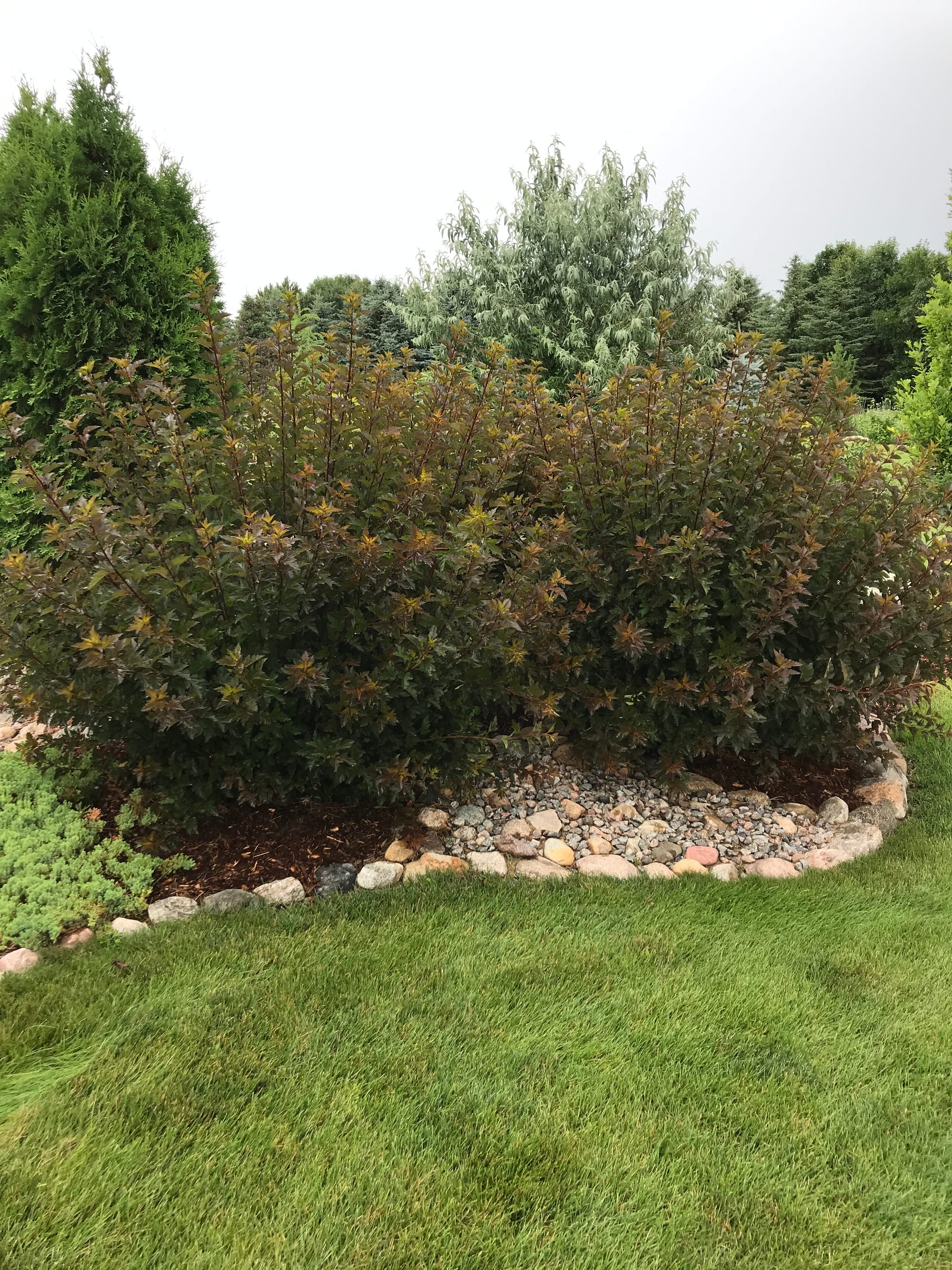 Renew Your Shrubs With Rejuvenation Pruning