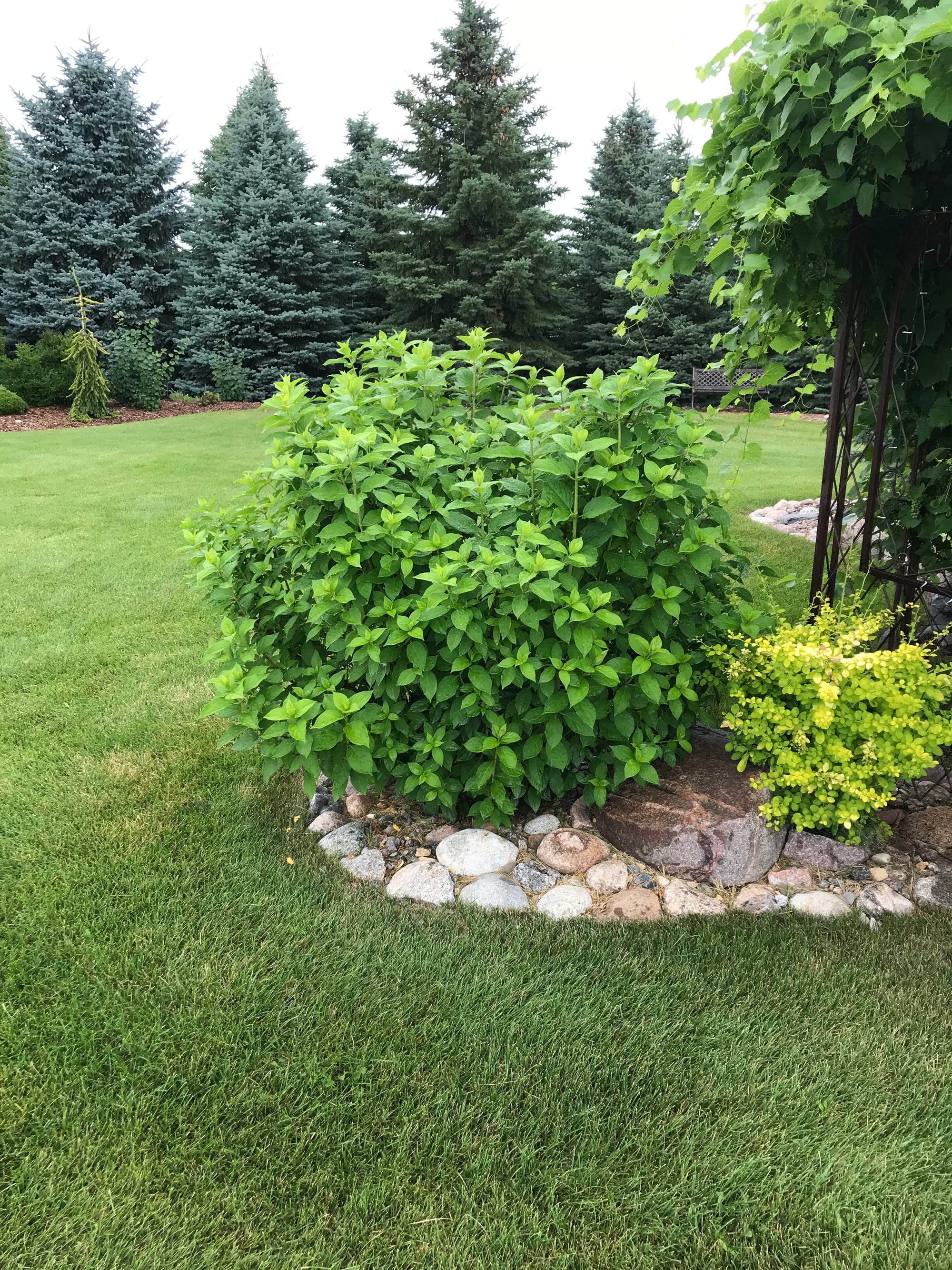 Renew Your Shrubs With Rejuvenation Pruning