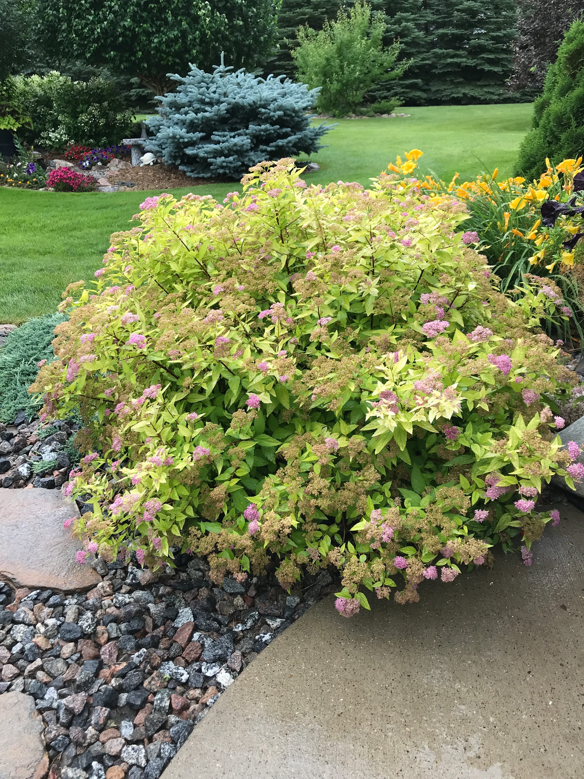 Renew Your Shrubs With Rejuvenation Pruning