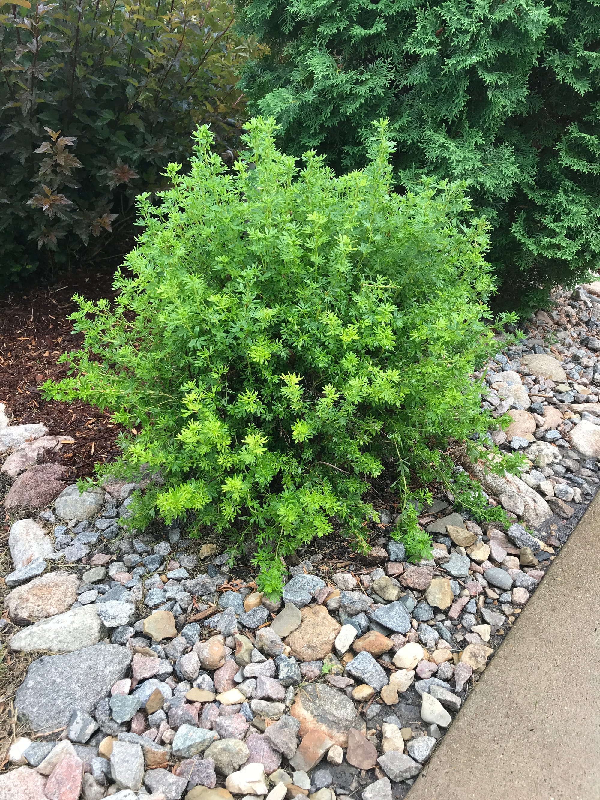 Renew Your Shrubs With Rejuvenation Pruning