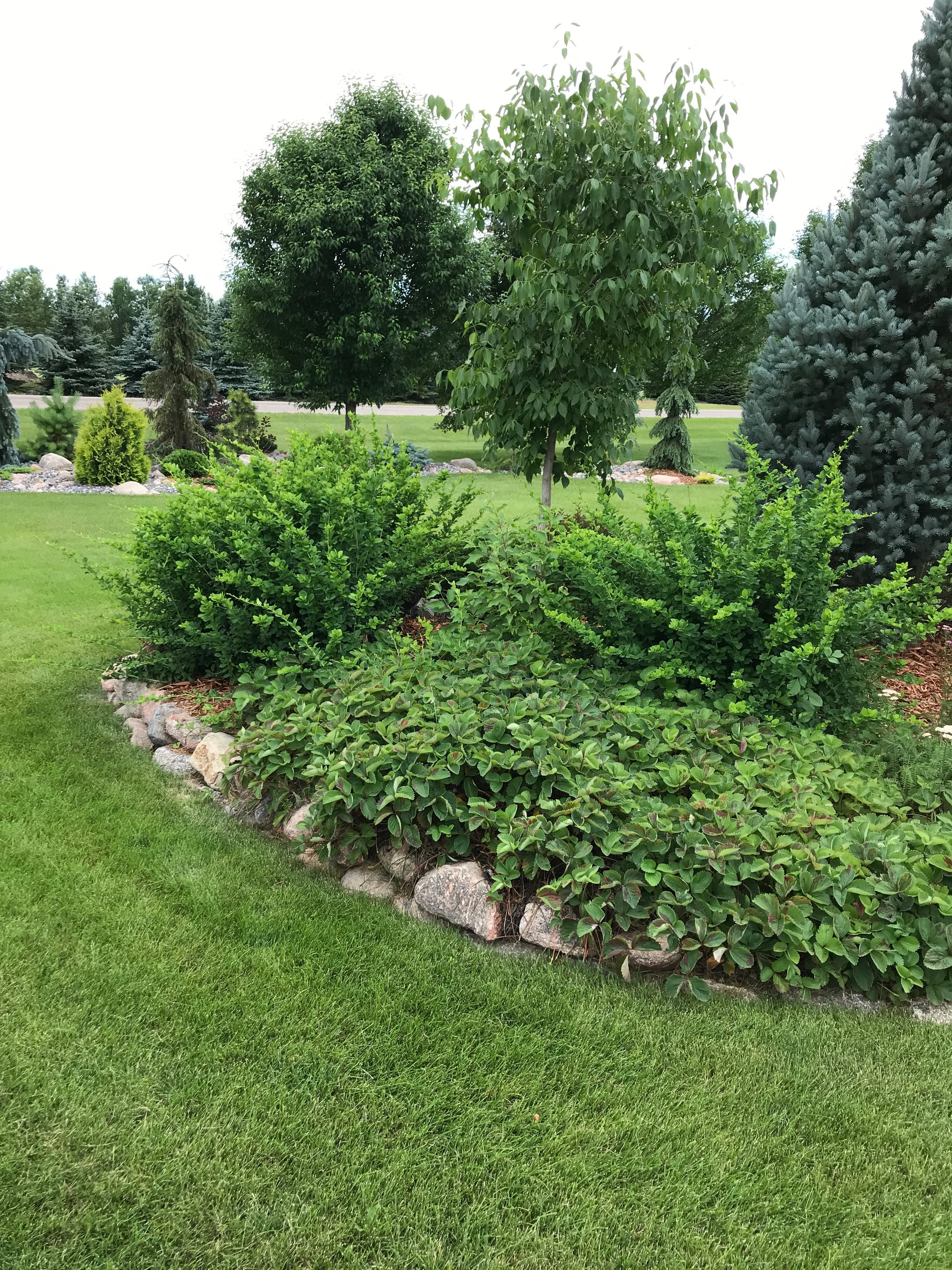 Renew Your Shrubs With Rejuvenation Pruning