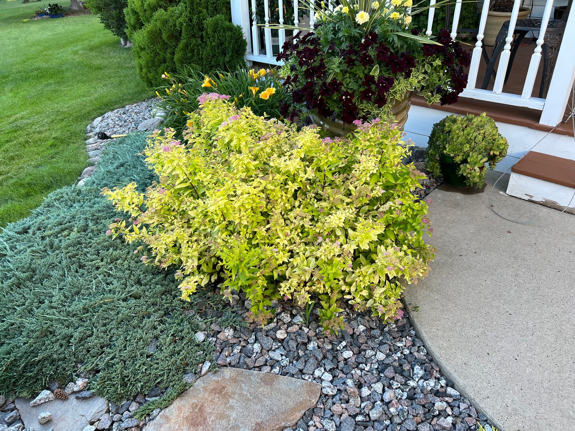 Renew Your Shrubs With Rejuvenation Pruning