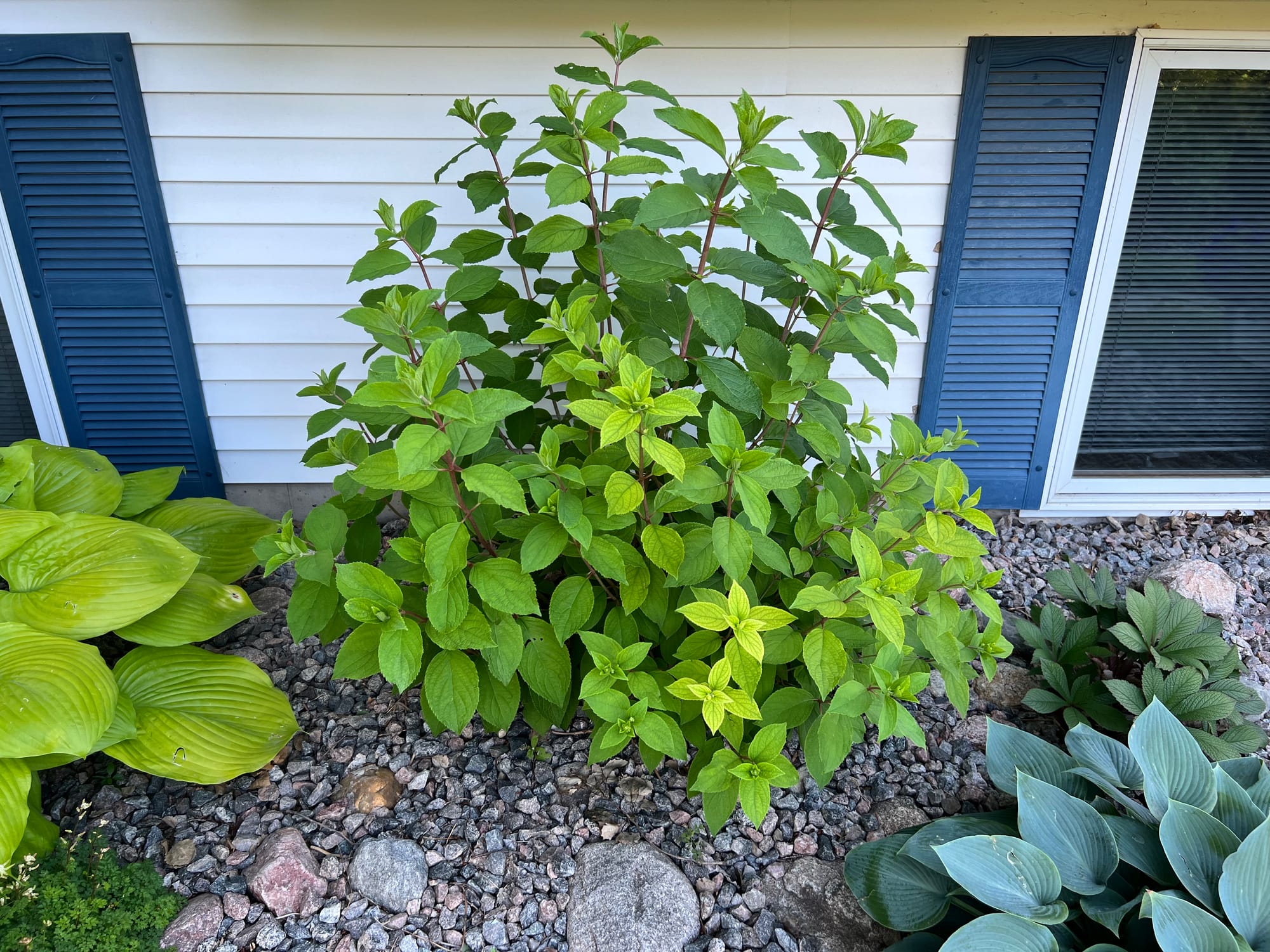 Renew Your Shrubs With Rejuvenation Pruning