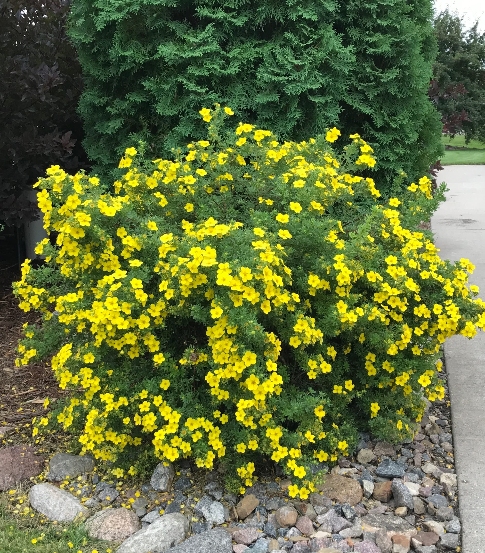 Renew Your Shrubs With Rejuvenation Pruning