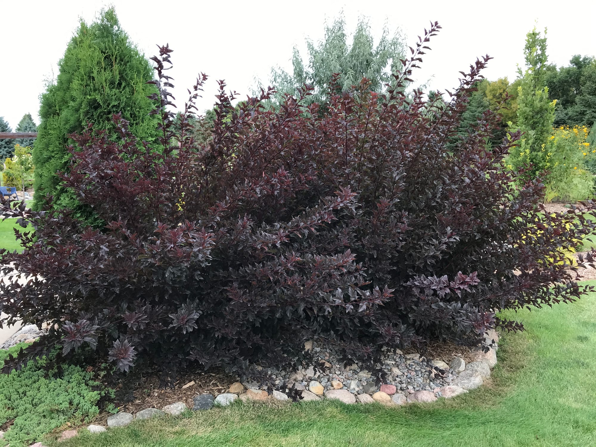 Renew Your Shrubs With Rejuvenation Pruning