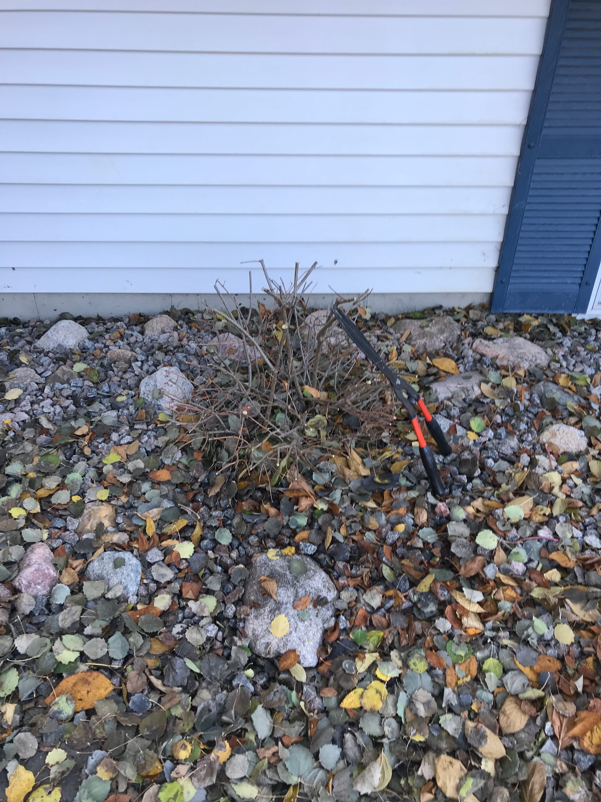 Renew Your Shrubs With Rejuvenation Pruning