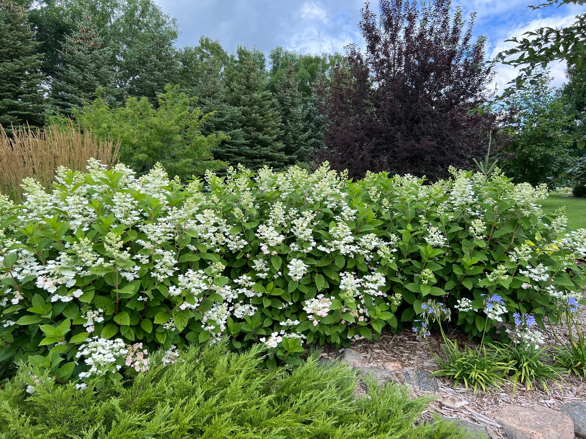 Renew Your Shrubs With Rejuvenation Pruning