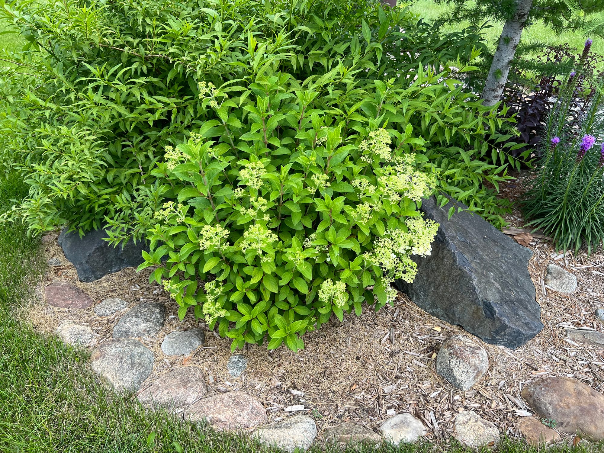 Renew Your Shrubs With Rejuvenation Pruning