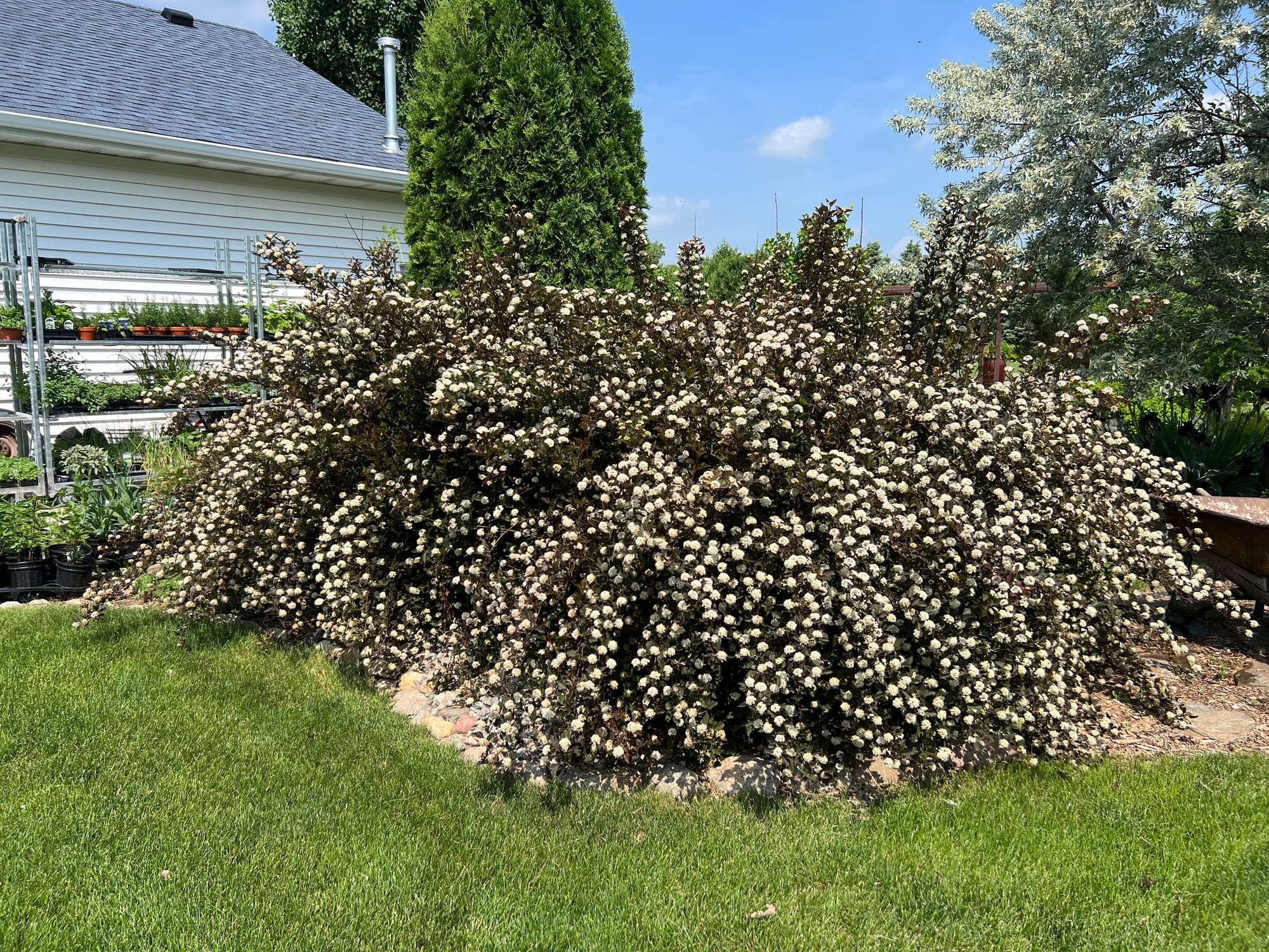 Renew Your Shrubs With Rejuvenation Pruning