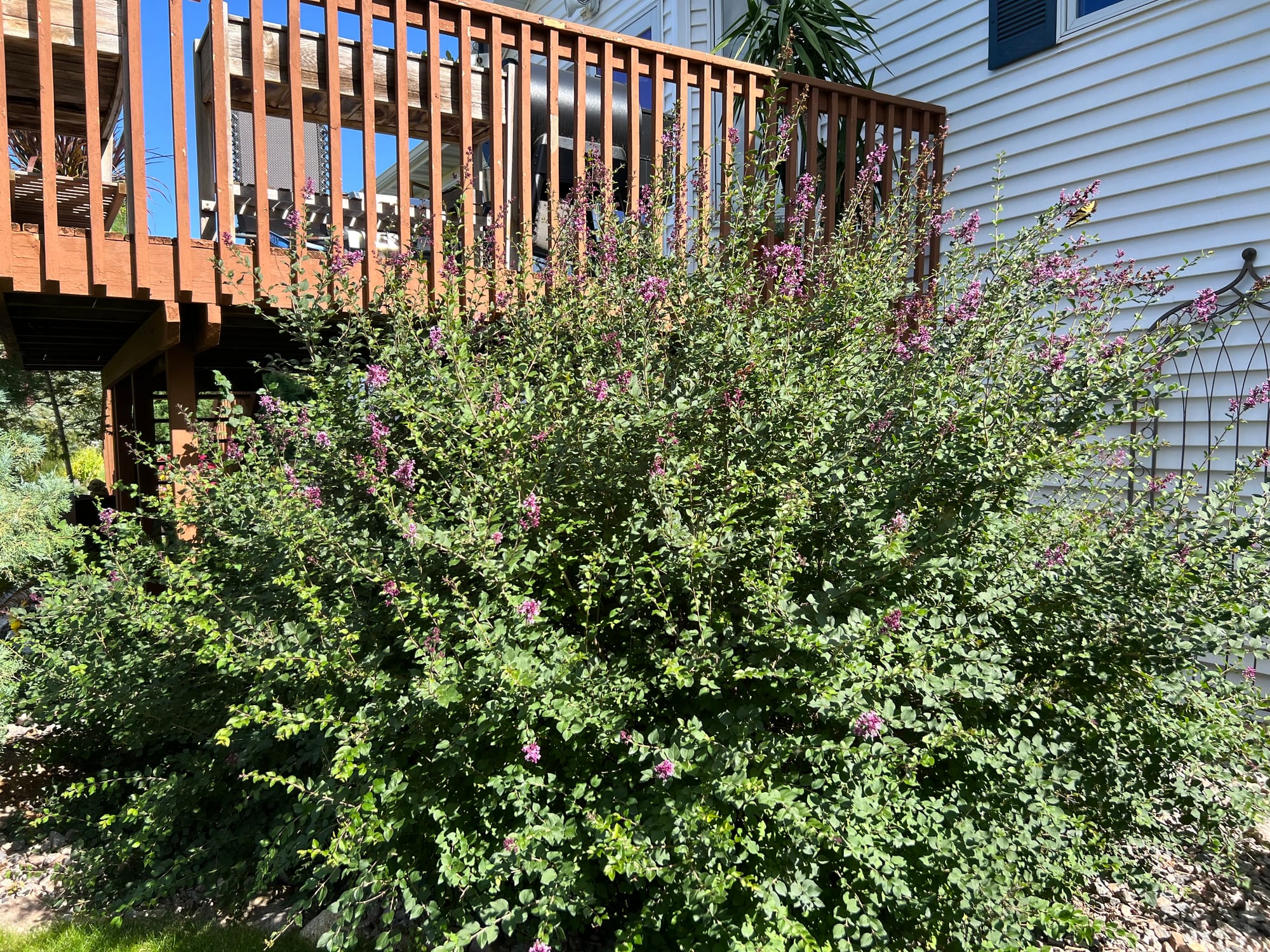 Renew Your Shrubs With Rejuvenation Pruning