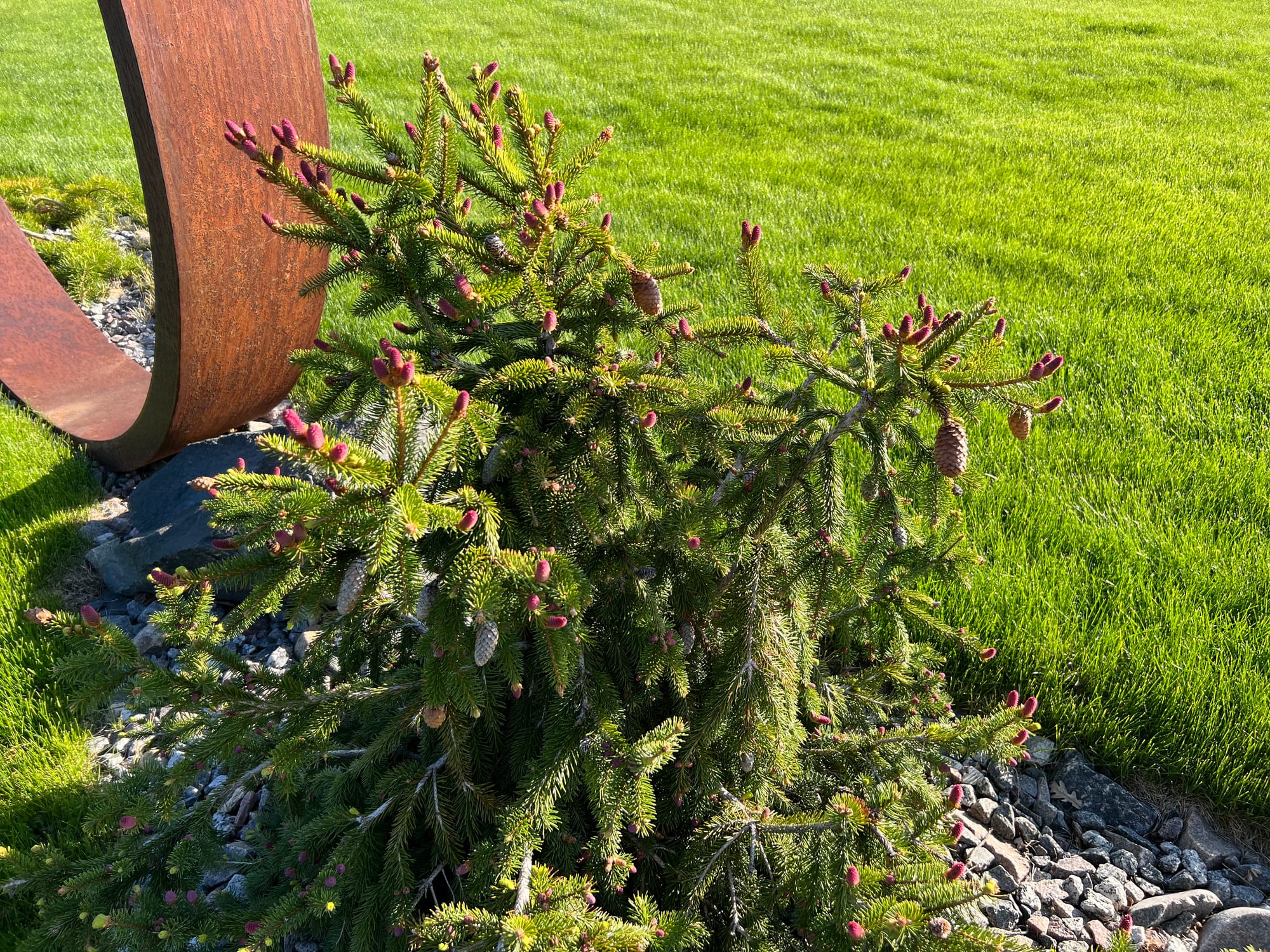 A Narrow Landscape Bed Including Metal Garden Art and Unique Plants