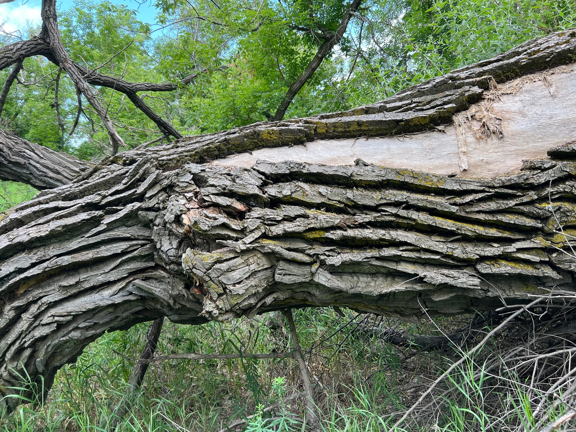 Trees Always Keep Giving | Interesting Branching, Trunks, Bark, Art