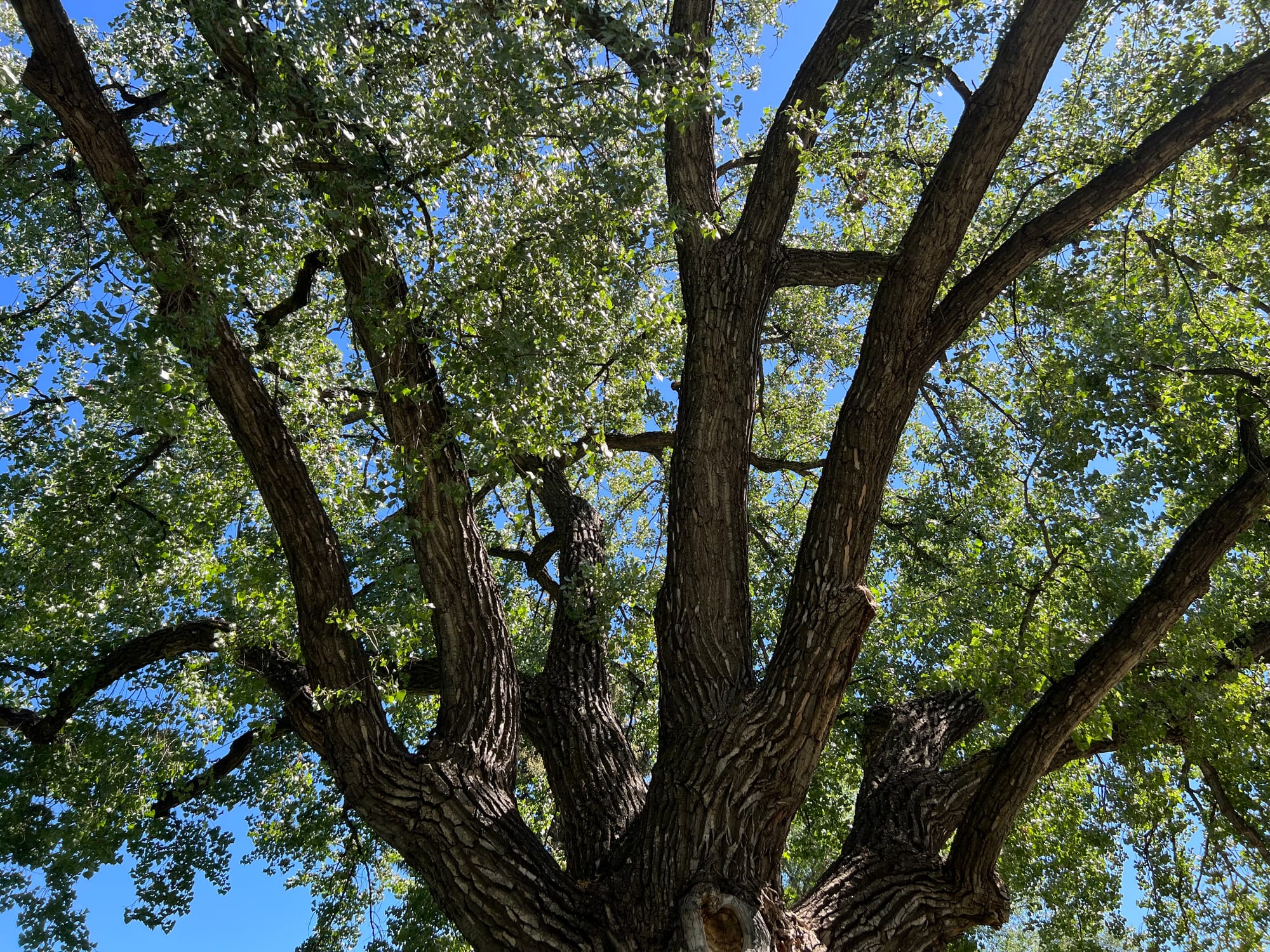 Trees Always Keep Giving | Interesting Branching, Trunks, Bark, Art