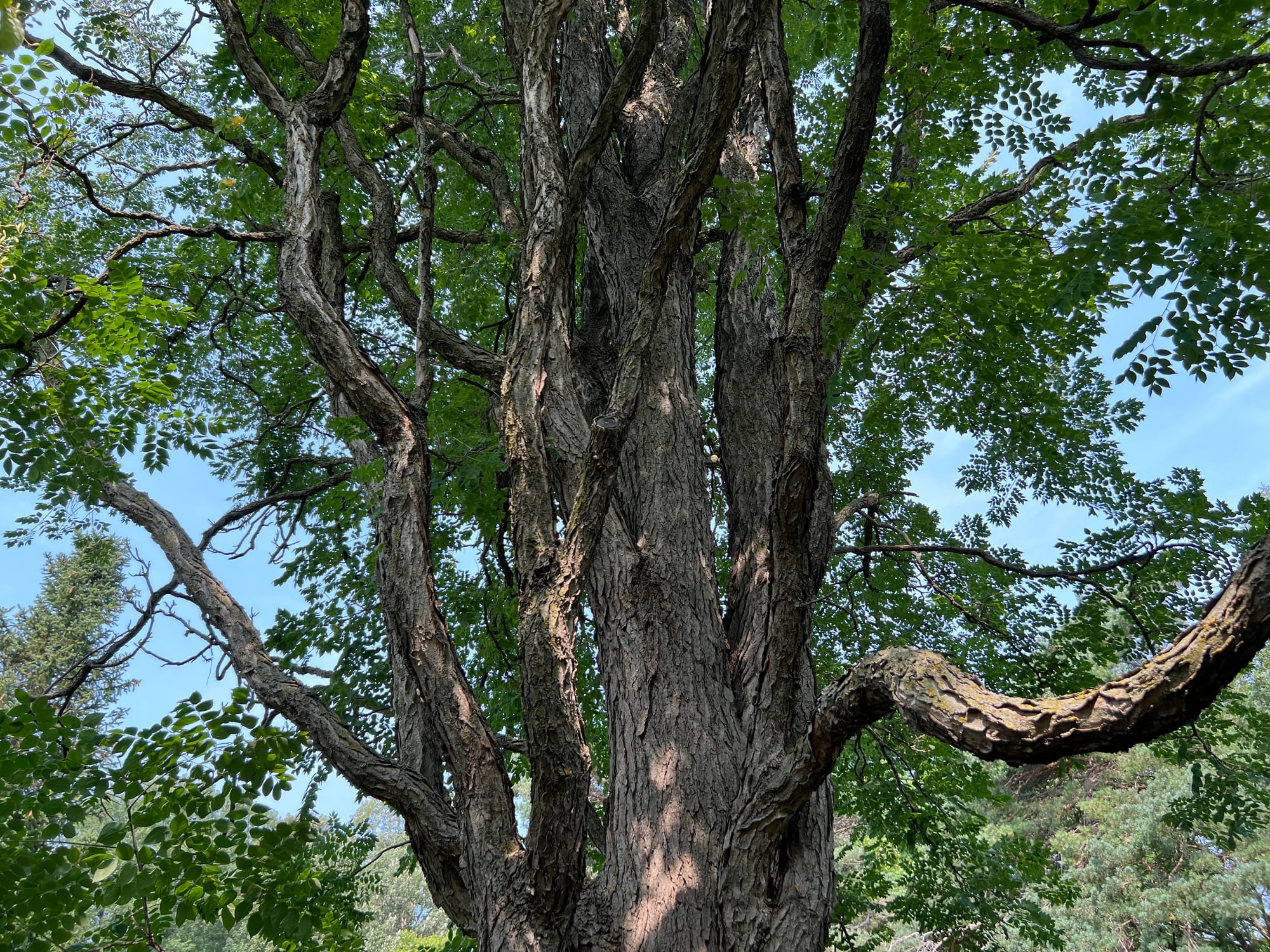 Trees Always Keep Giving | Interesting Branching, Trunks, Bark, Art
