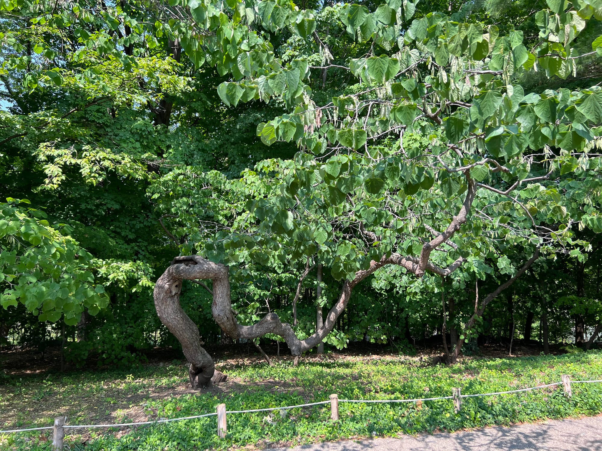 Trees Always Keep Giving | Interesting Branching, Trunks, Bark, Art