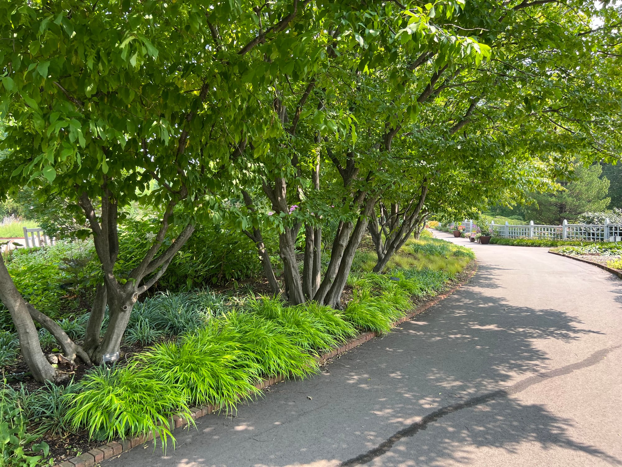 Trees Always Keep Giving | Interesting Branching, Trunks, Bark, Art