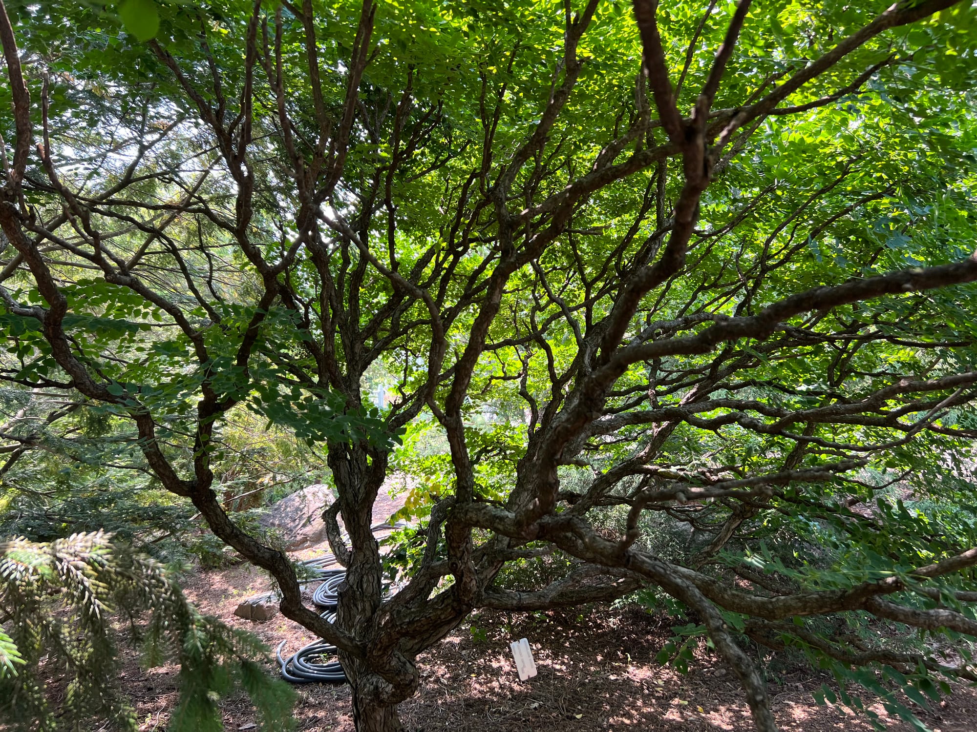 Trees Always Keep Giving | Interesting Branching, Trunks, Bark, Art