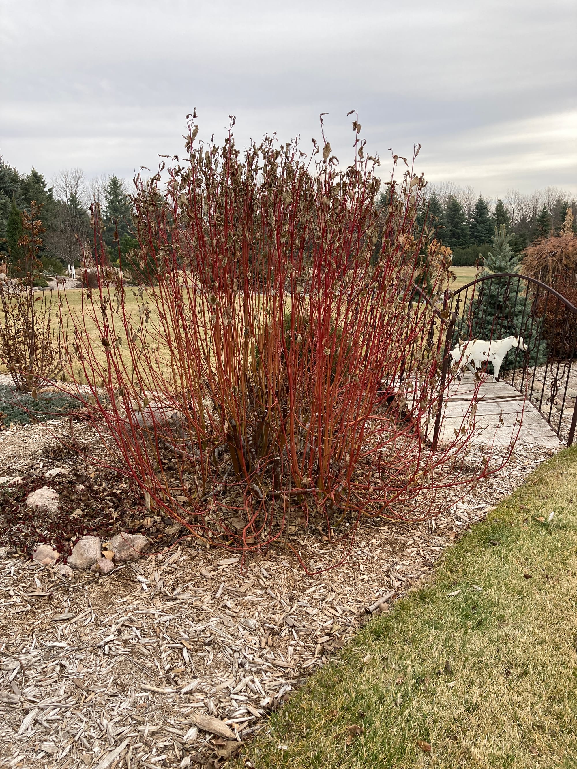 Is Cardinal Dogwood Top Dog?