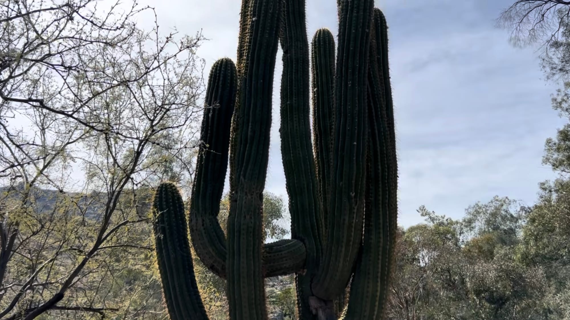 A Day At The Boyce Thompson Arboretum, Arizona