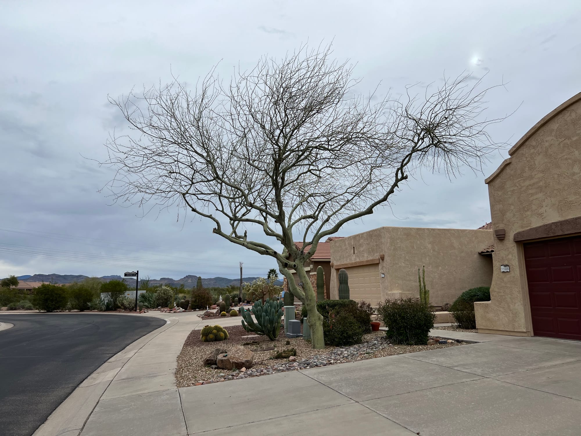 A Day At The Boyce Thompson Arboretum, Arizona