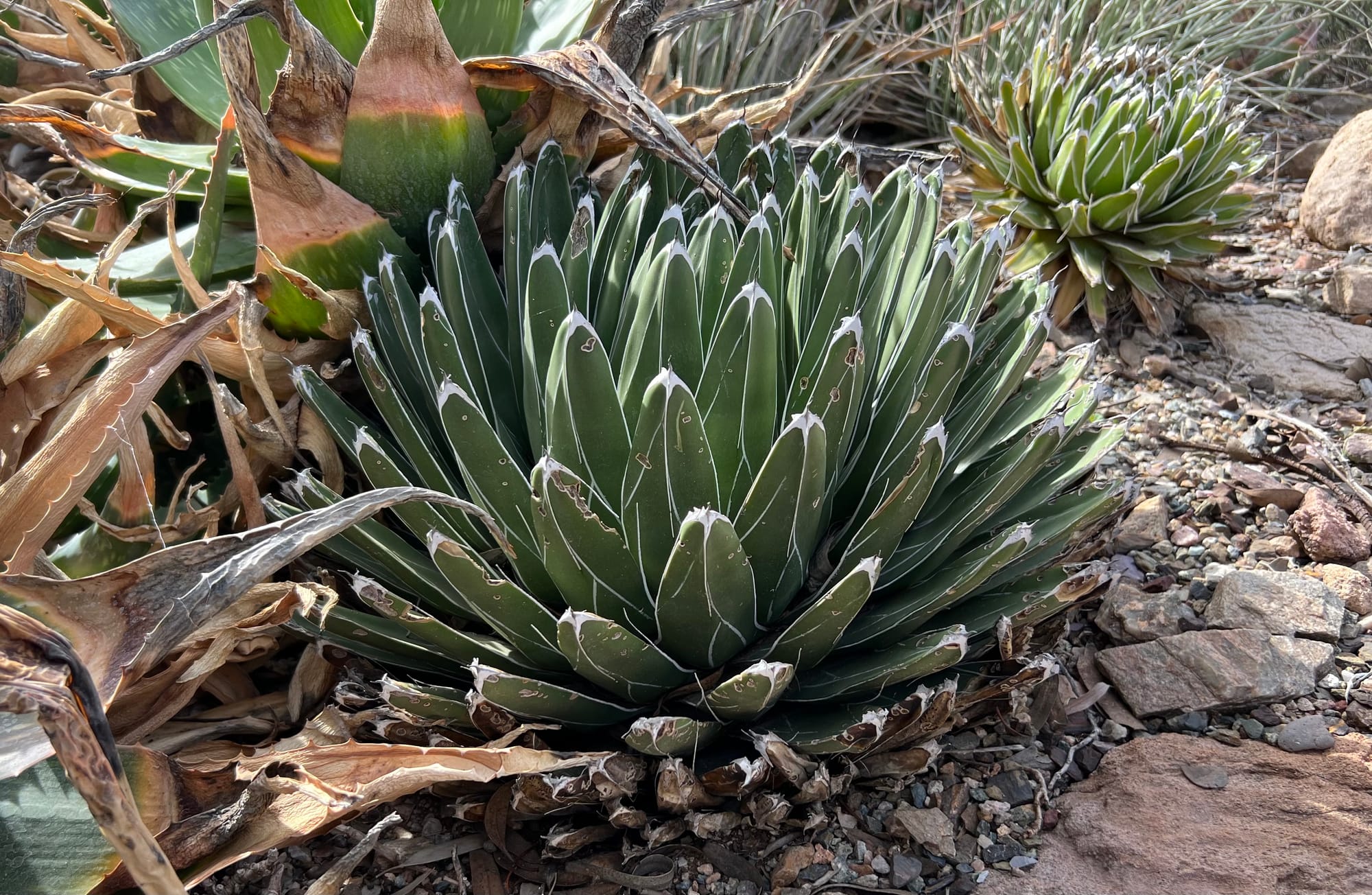 A Day At The Boyce Thompson Arboretum, Arizona