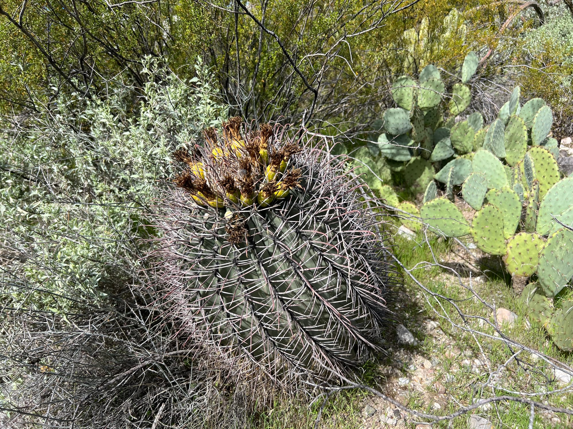 A Day At The Boyce Thompson Arboretum, Arizona